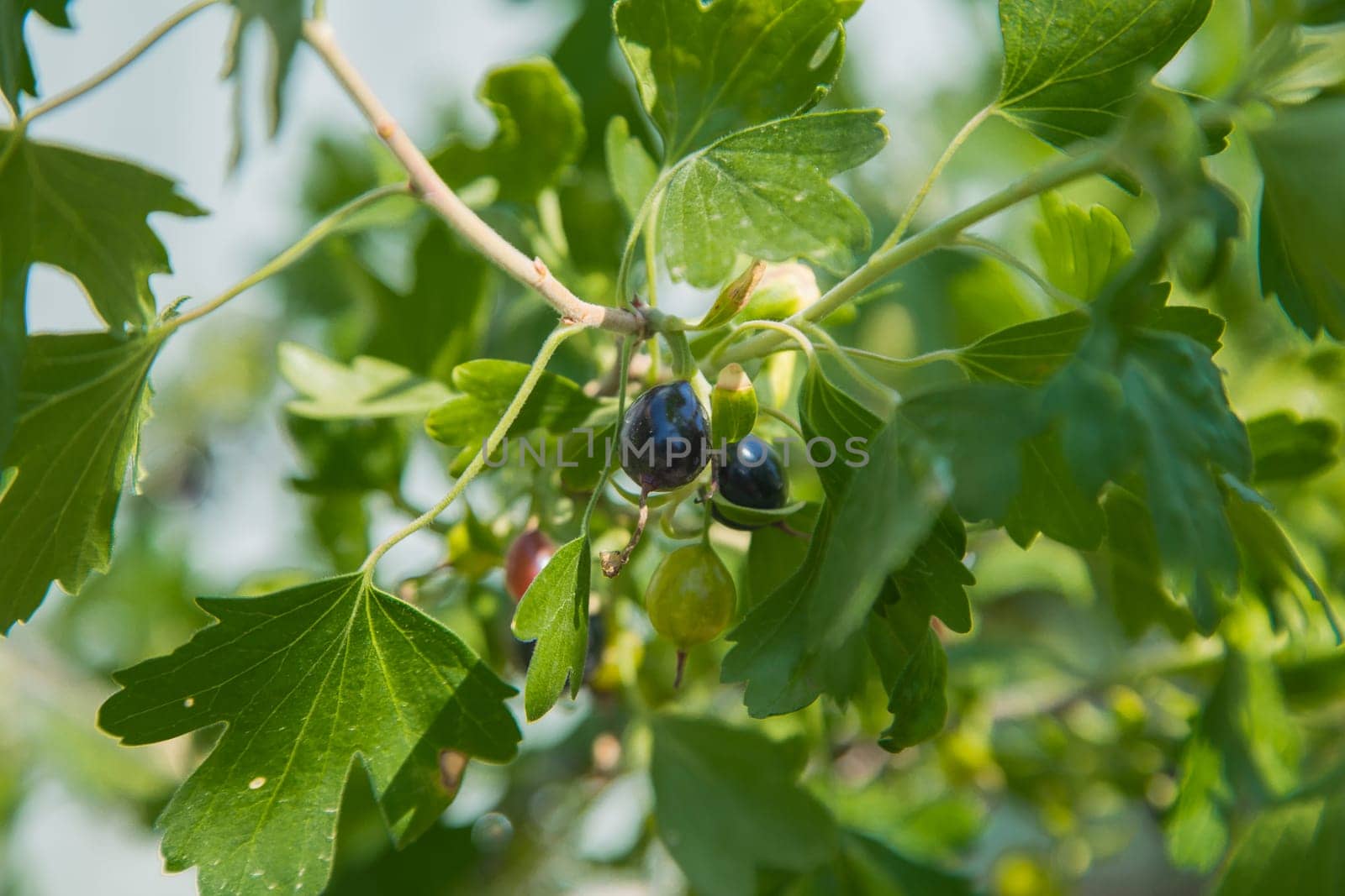 Ripe and green blackcurrant on a branch surrounded by leaves. High quality photo