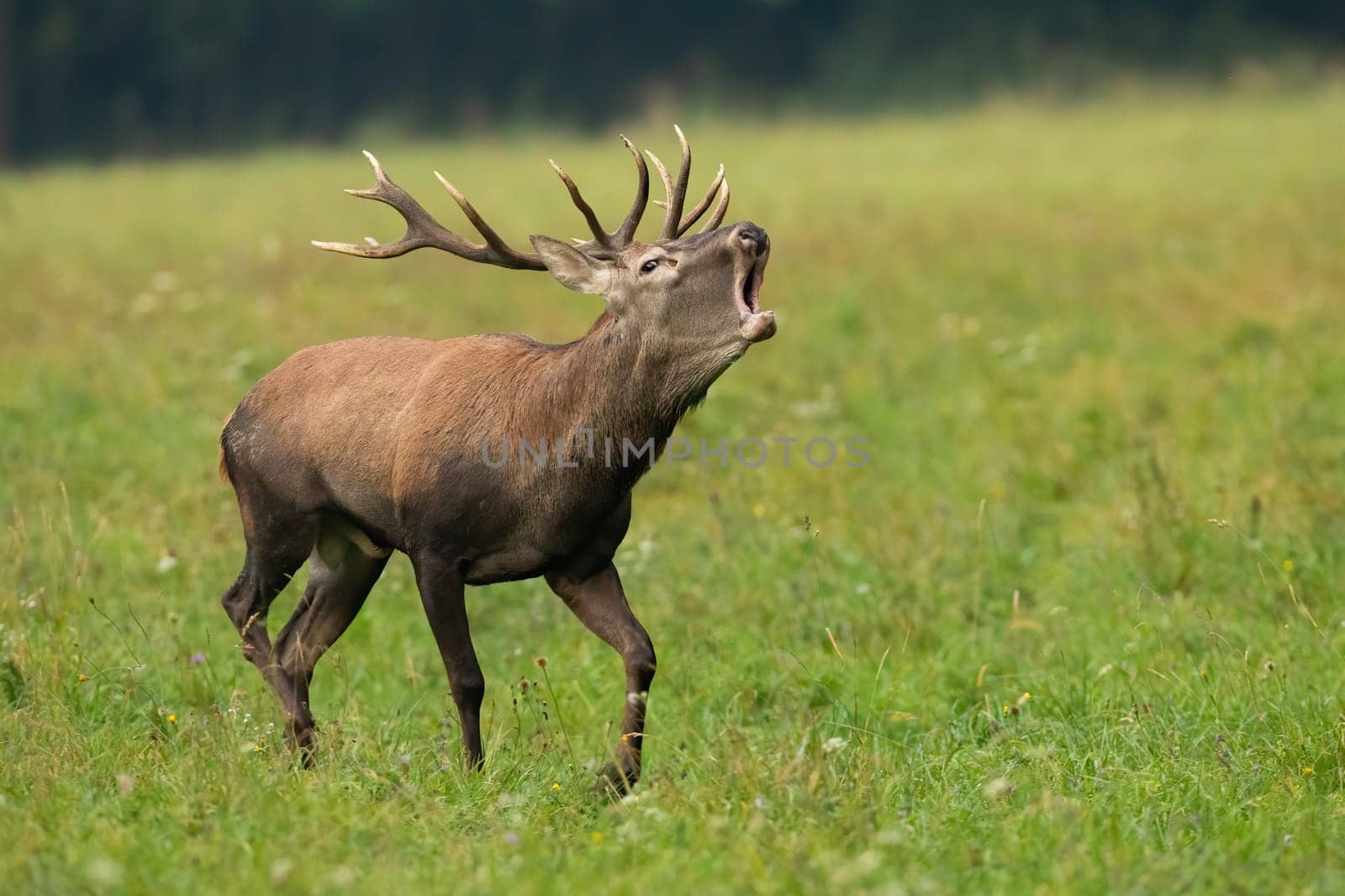 Red deer, cervus elaphus, stag in heat roaring on a green meadow with blurred background. Male animal wildlife with large antlers running and calling on a field from side view with open mouth.