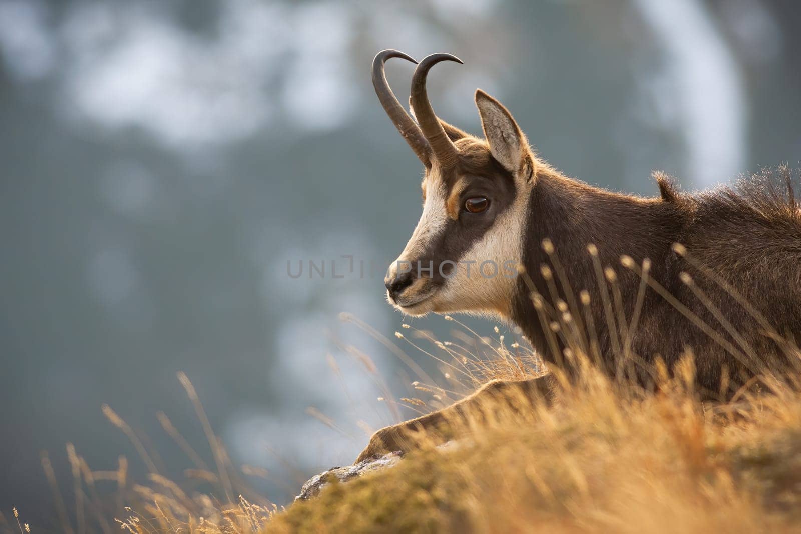 Tatra chamois, rupicapra rupicapra tatrica, lying in grass in autumn nature in close-up. Portrait of wild goat resting on hills in fall. Head of horned mammal looking on peak.