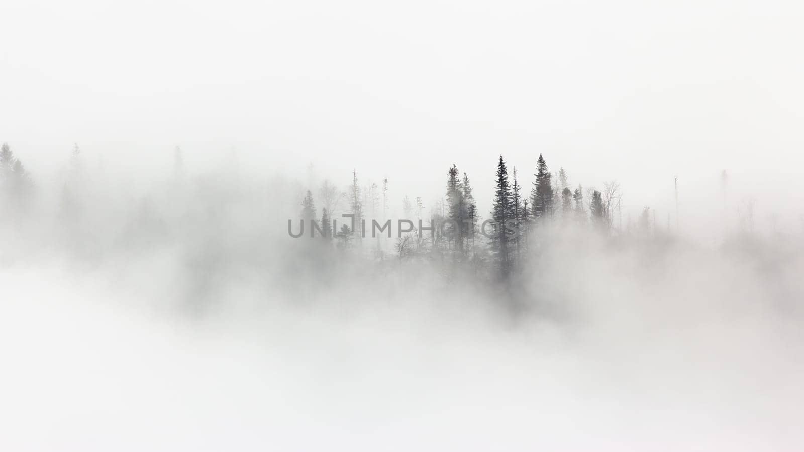 Mistery scenery of winter forest surrounded by morning mist. Woodland in white fog in wintertime condition. Landscape of trees in cold season.