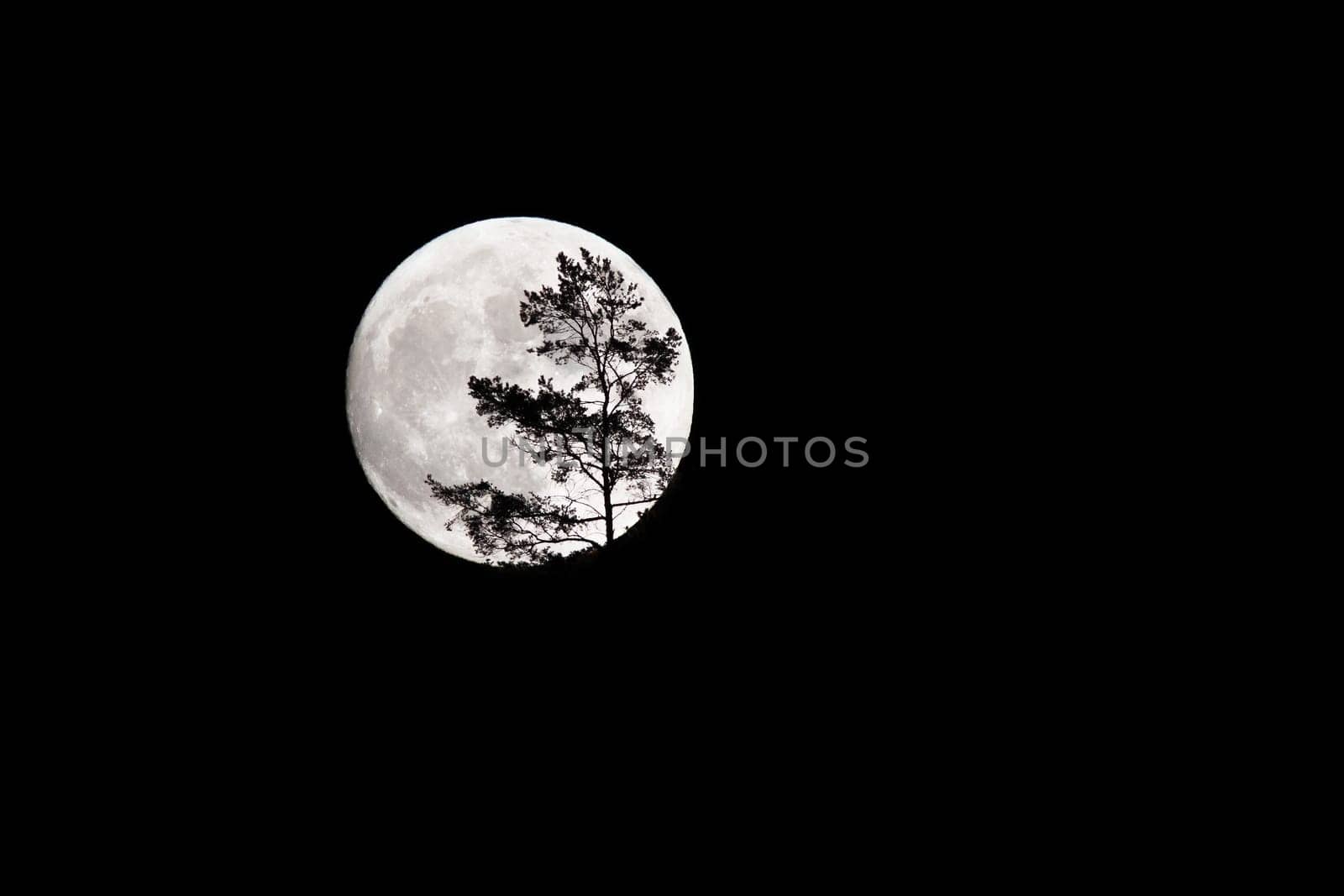 Full moon on the dark sky with silhouette of tree.Scary full moon night silhouette. Eclipse in the night lighting in forest. Astrology formation in darkness.