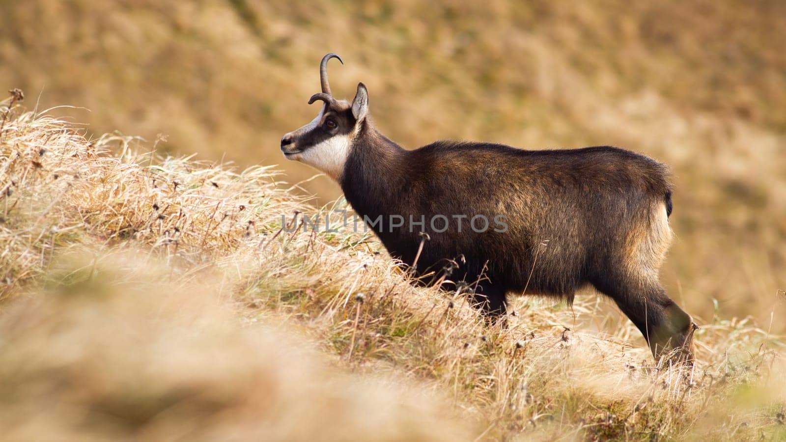 Tatra chamois, rupicapra rupicapra tatrica, with a broken antler standing on alpine meadow with dry yellow grass in autumn mountains. Calm wild animal looking aside in a steep slope.