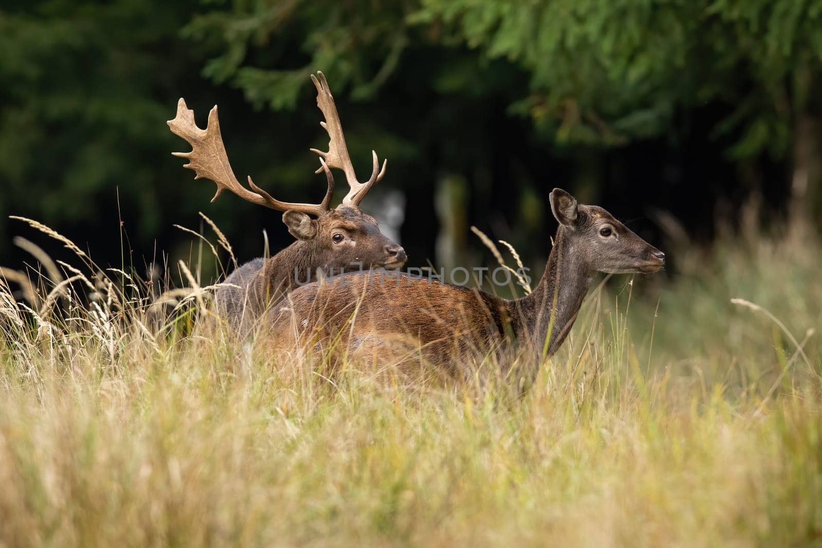 Two fallow deer, dama dama, mating in long grass in autumn nature. Pair of spotted mammals pairing on field in rutting season. Stag and hind courting on yellow meadow.