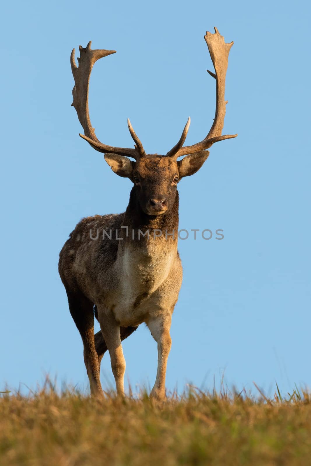 Fallow deer, dama dama, walking on grassland in front vertical shot. Spotted stag watching on grass with blue sky in background. Antlered mammal standing on field.