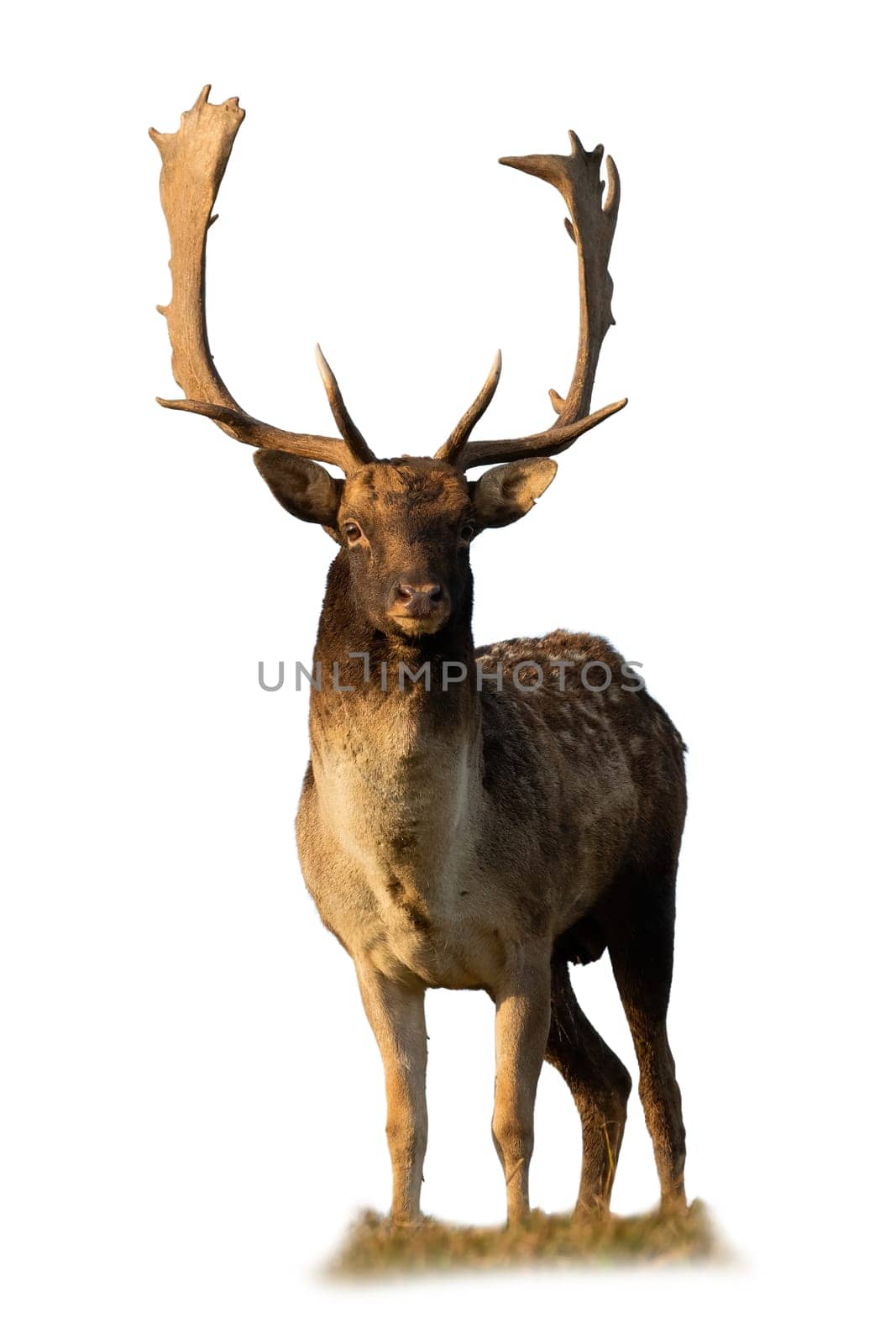 Fallow deer, dama dama, looking to the camera isolated on white background. Antlered mammal standing on grass cut out on blank. Spotted stag staring with copy space.
