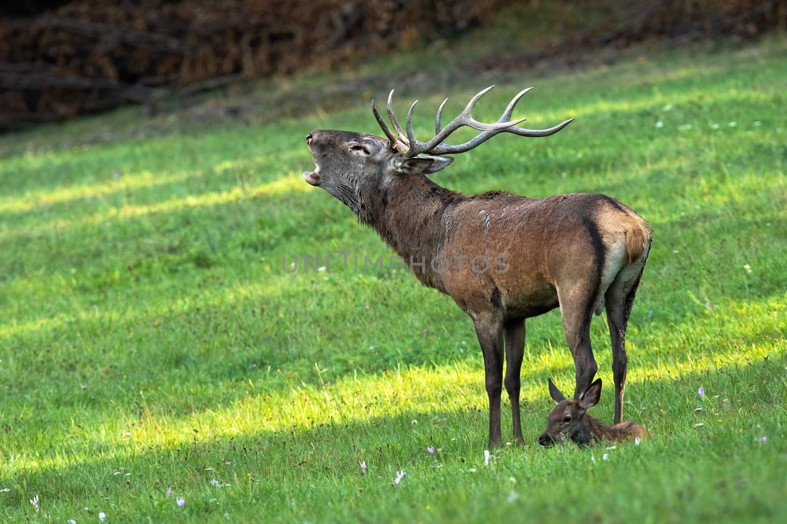 Red deer, cervus elaphus, with cub roaring on meadow in autumn rutting season. Stag with resting baby animal calling on grassland. Antlered mammal standing territorial on field.