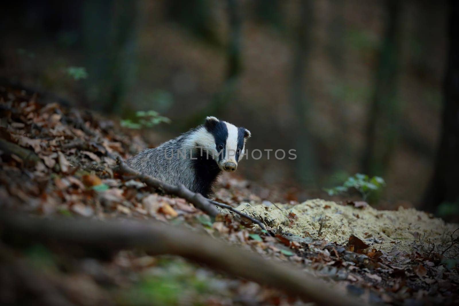 european badger, meles meles, peeking from hole in forest in summer. Black and white mammal looking in woodland. Striped animal staring in den.