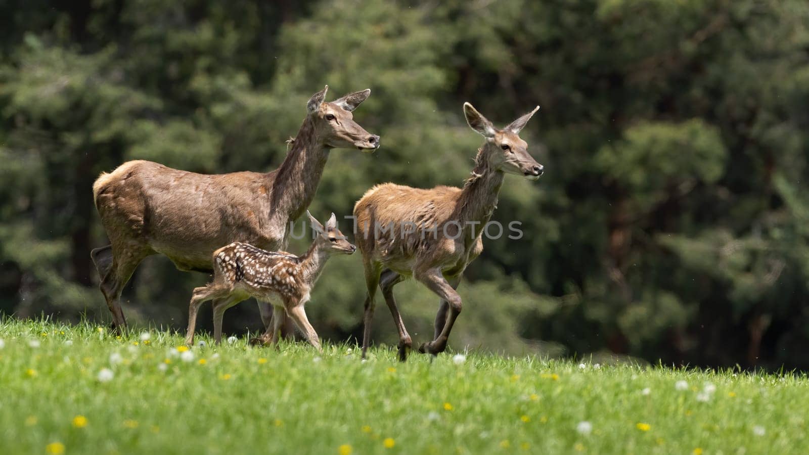 Group of red deer, cervus elaphus, running on green field in spring. Two hinds with cub in dynamic motion on meadow. Mothers with young spotted animal sprinting on glade.
