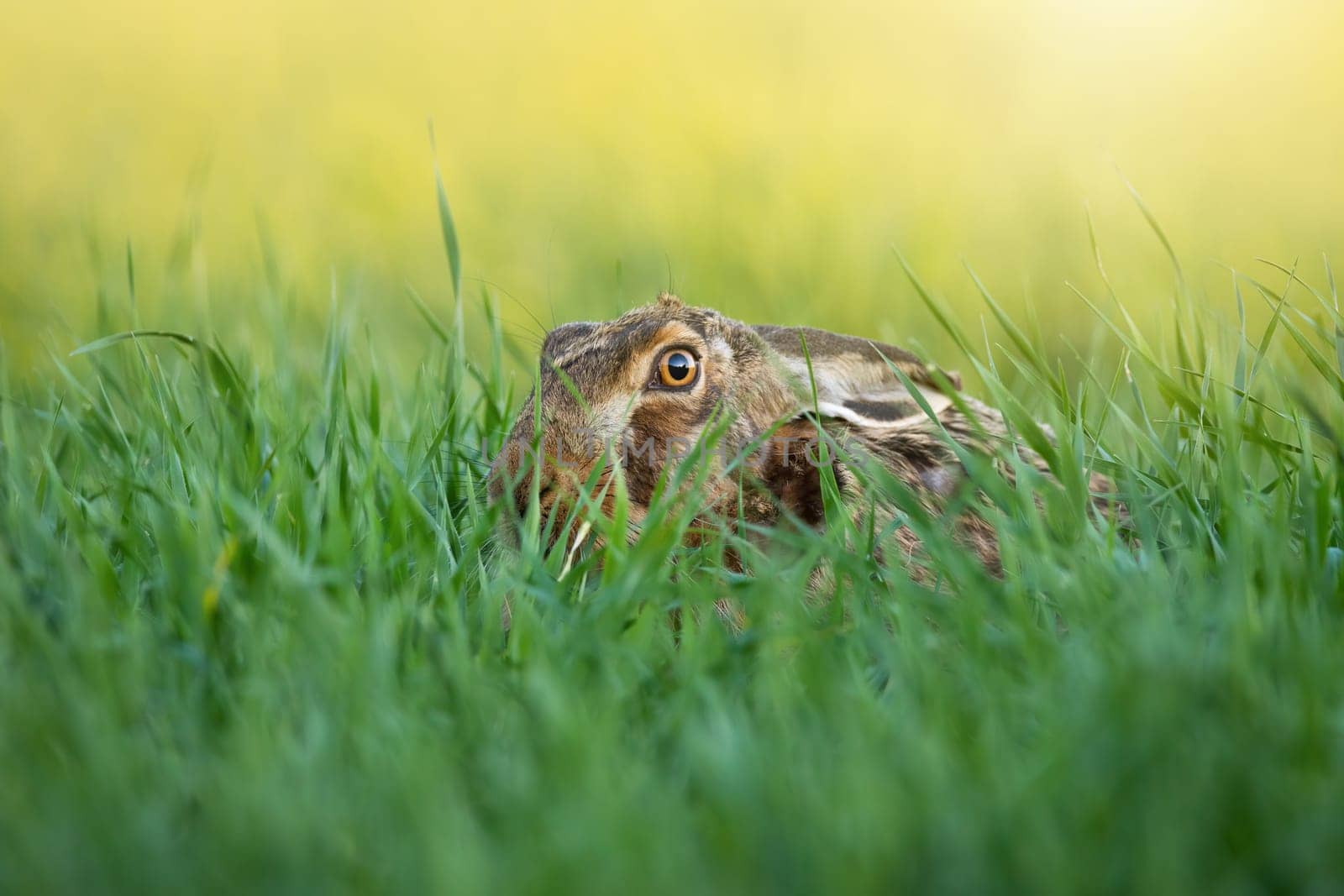 Brown hare, lepus europaeus, hiding in long grass in summer sunlight. Wild rabbit lying in green field with light in background. Long eared animal looking in meadow.
