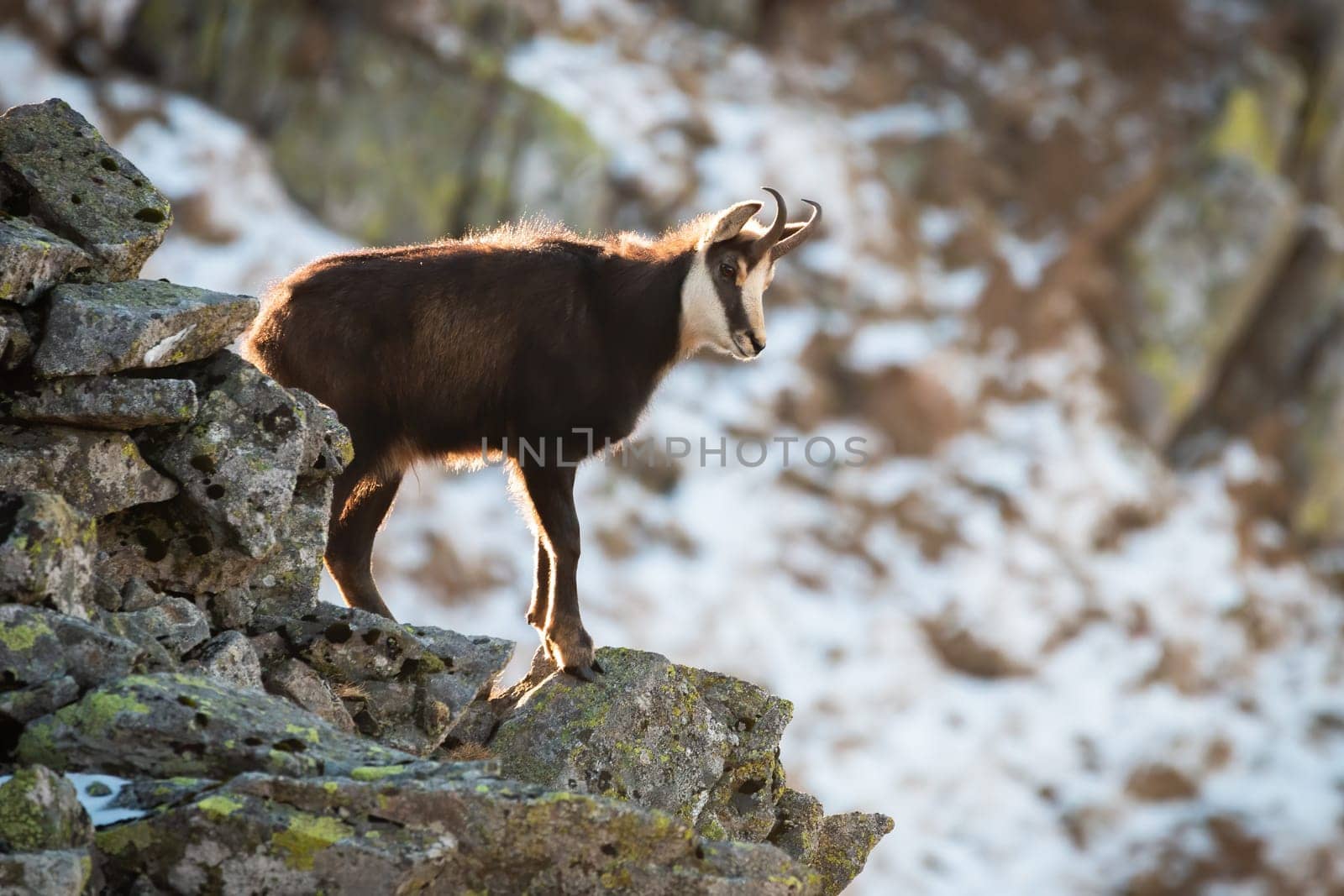 Tatra chamois, rupicapra rupicapra tatrica, climbing on stones in wintertime nature. Wild goat standing on moutains in sunlight. Horned mammal looking on rocks.