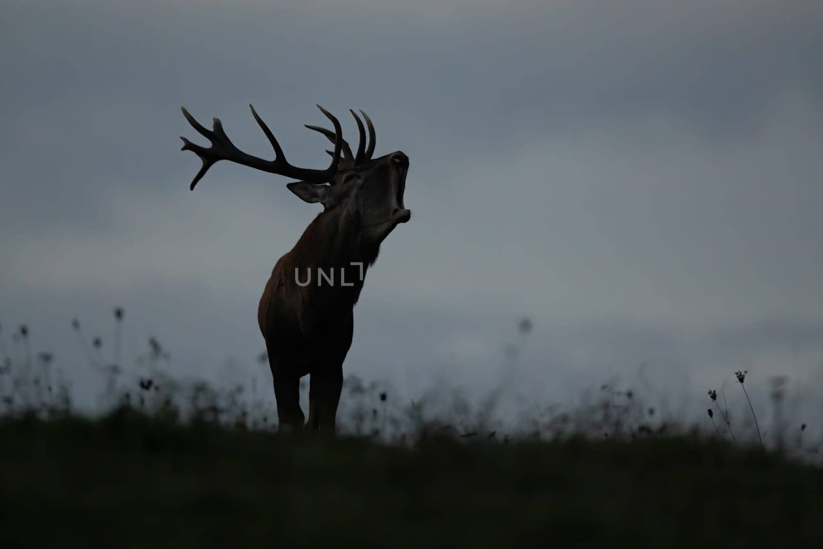 Silhouette of a dominant red deer, cervus elaphus, stag roaring on horizon with sky in background. Wild mammal with strong antlers backlit in evening nature with copy space.