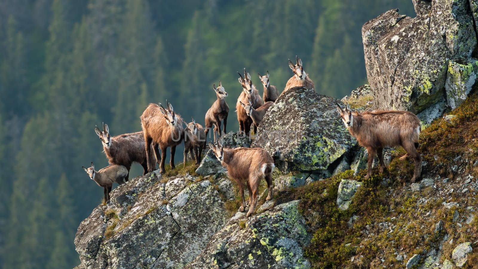 Group of tatra chamois, rupicapra rupicapra tatrica, climbing on rocks in summer. Adult wild goats protecting young kids on stones. Herd of alpine horned mammals standing on cliff.
