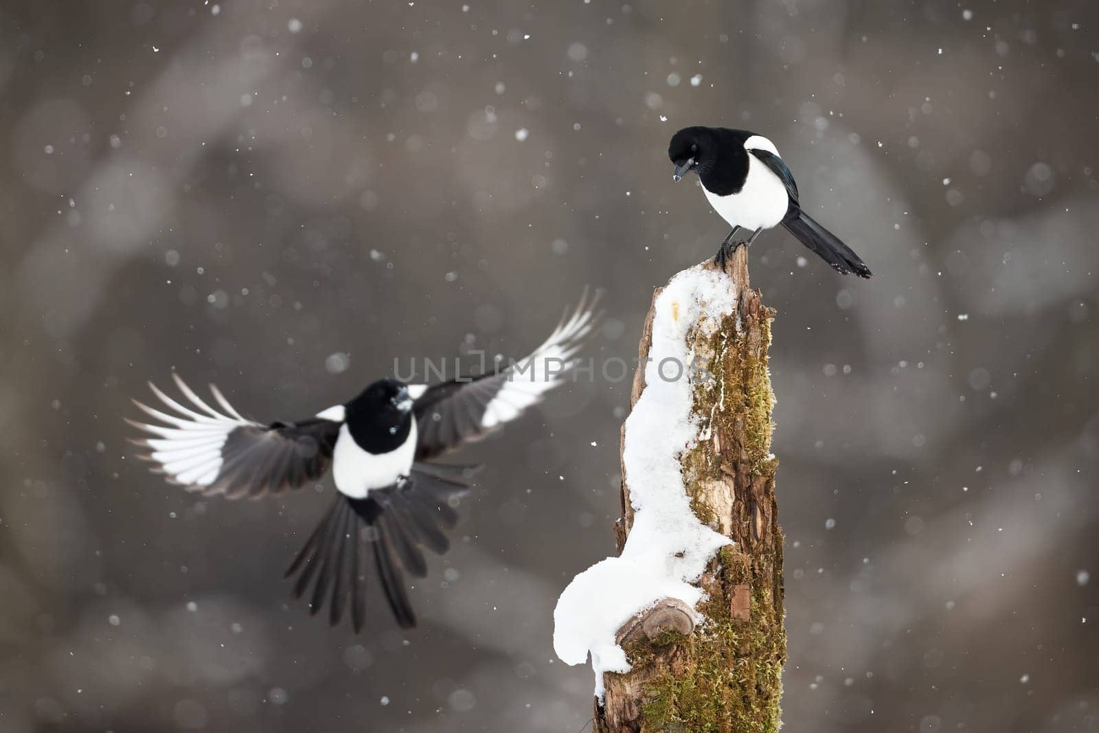 Two eurasian magpie, pica pica, landing on stump during snowstorm. Pair of black and white birds sitting on snowy wood in forest. Feathered animals in flight in winter season.