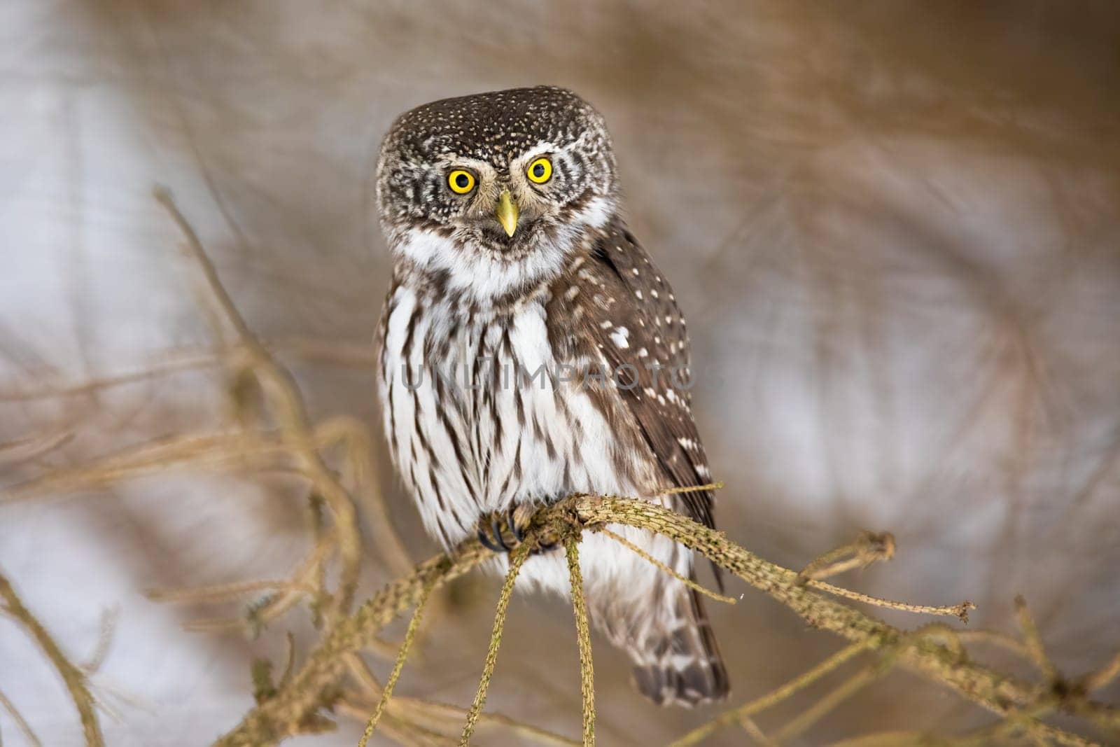 Eurasian pygmy owl, glaucidium passerinum, sitting on branch in winter nature. Small feathered predator looking to the camera on tree. Brown and white raptor staring on bough.
