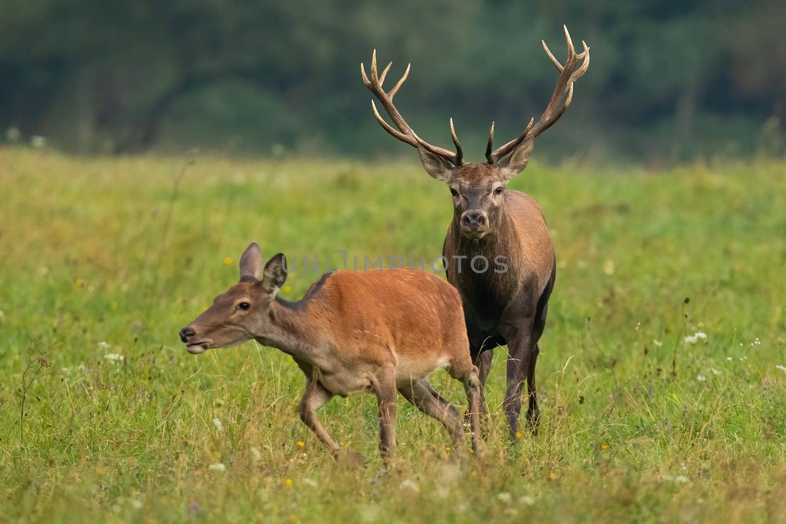 Bonding couple of red deer, cervus elaphus, in rutting season on a green meadow. Male and female wild animals in a courting behavior. Stag following hind from front view.