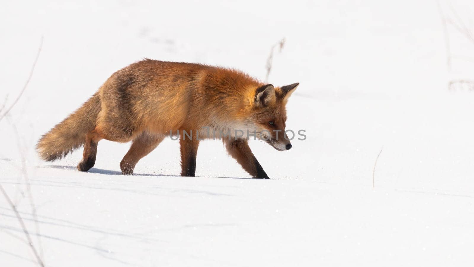 Bushy red fox, vulpes vulpes, walking on snow in wintertime nature. Orange predator sneaking up on white environment. Wild mammal moving on snowy glade.