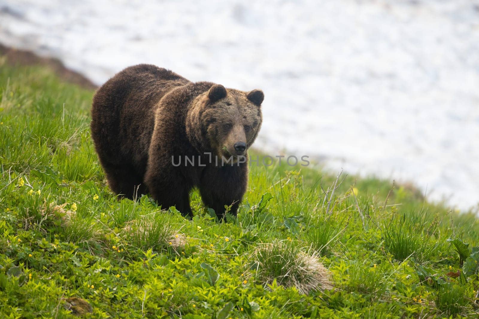 Brown bear, ursus arctos, walking on hill with snow in background in spring. Large mammal standing on grass in springtime. Big predator watching on green glade.