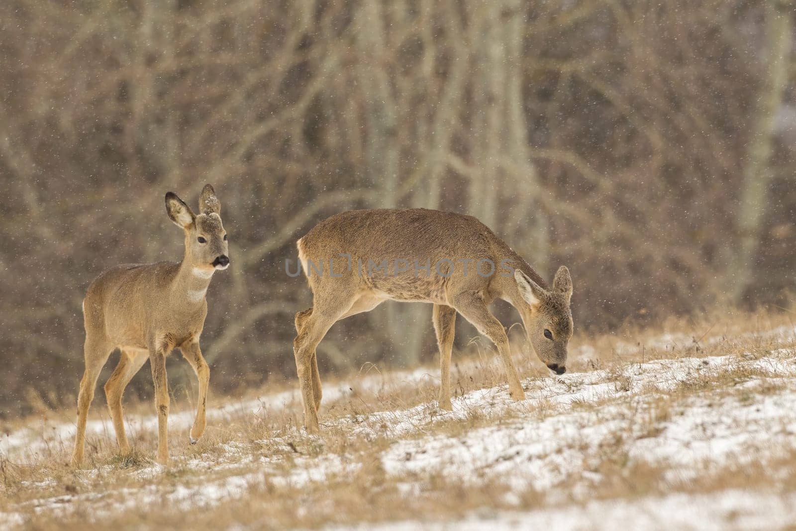 Two roe deer, capreolus capreolus, female grazing on field during snowing. Pair of does walking on snowy grass in winter. Brown mammals moving on white pasture.