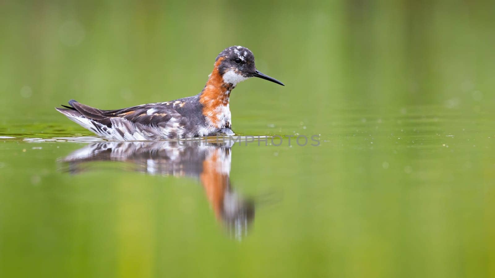 Red-necked phalarope, phalaropus lobatus, floating on water in springtime. Gray and orange bird swimming in lake form side. Feathered animal bathing in river.