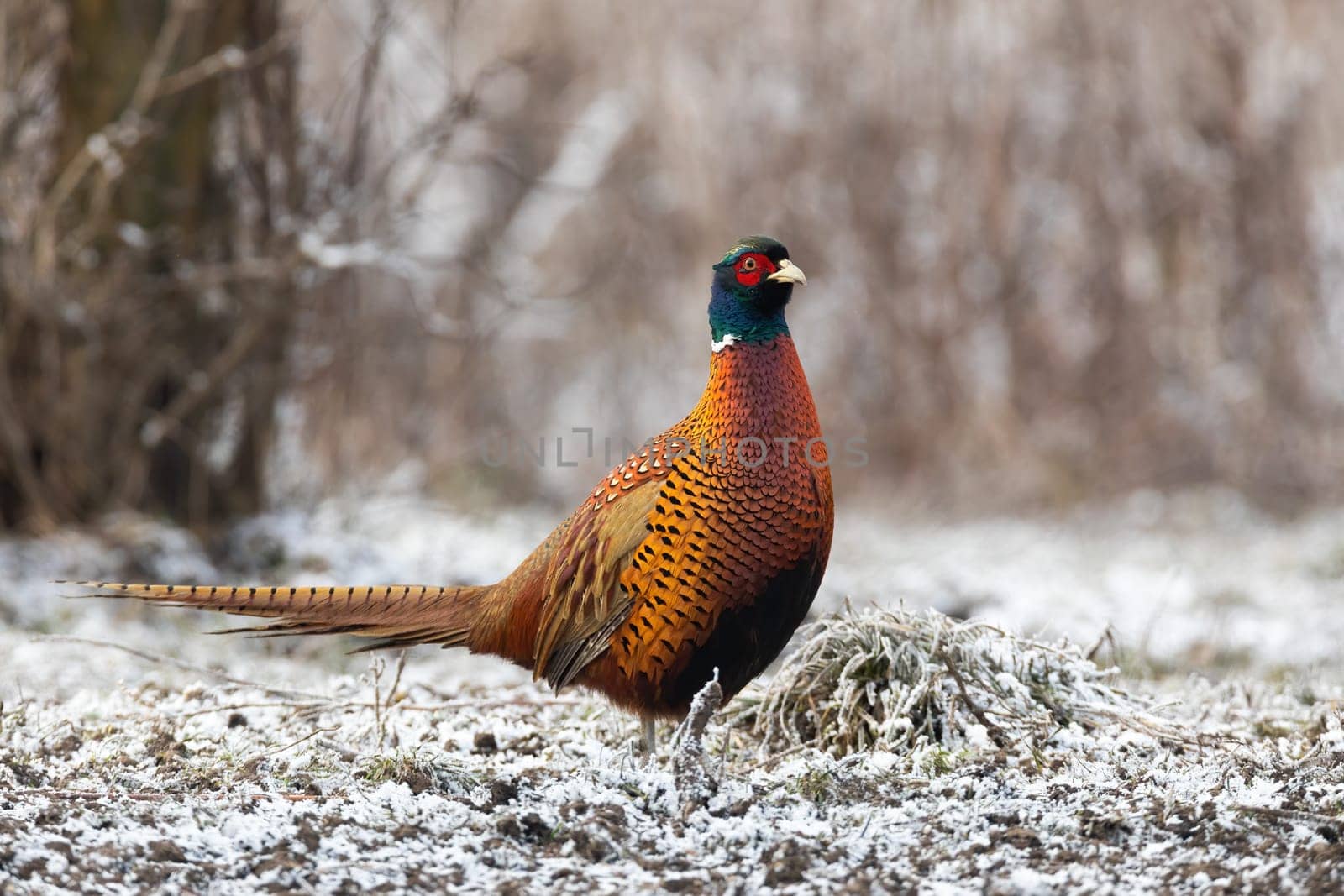 Common pheasant, phasianus colchicus, standing on fozen grass in winter. Ring-necked bird walking on frost in wintertime nature. Brown cock moving on field in snowy environment.