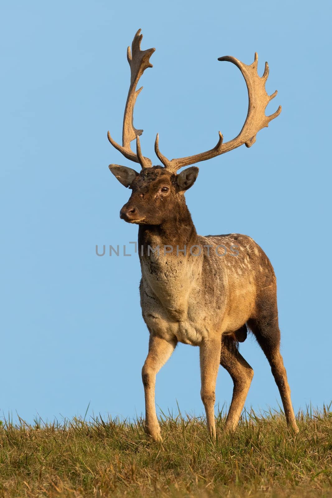 Fallow deer, dama dama, standing on grass with blue sky in vertical shot. Antlered mammal with big antlers observing on field in sunny day. Spotted stag watching on grassland.