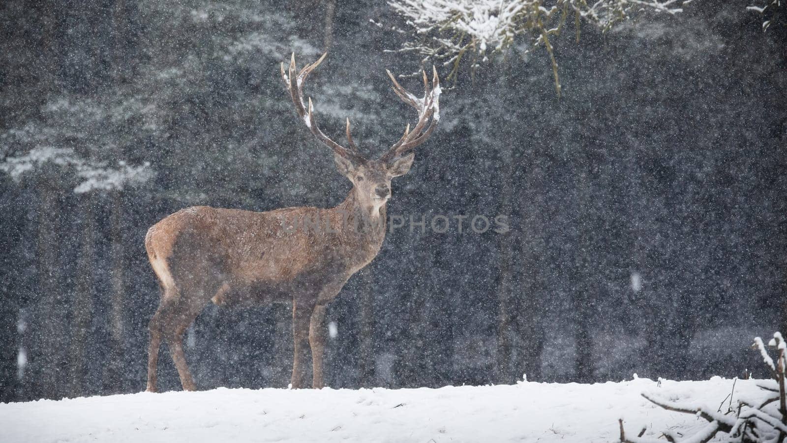 Red deer, cervus elaphus, standing on snowy field in winter snowstorm. Antlered mammal looking to the camera on white glade during snowing. Wild stag watching on snow.