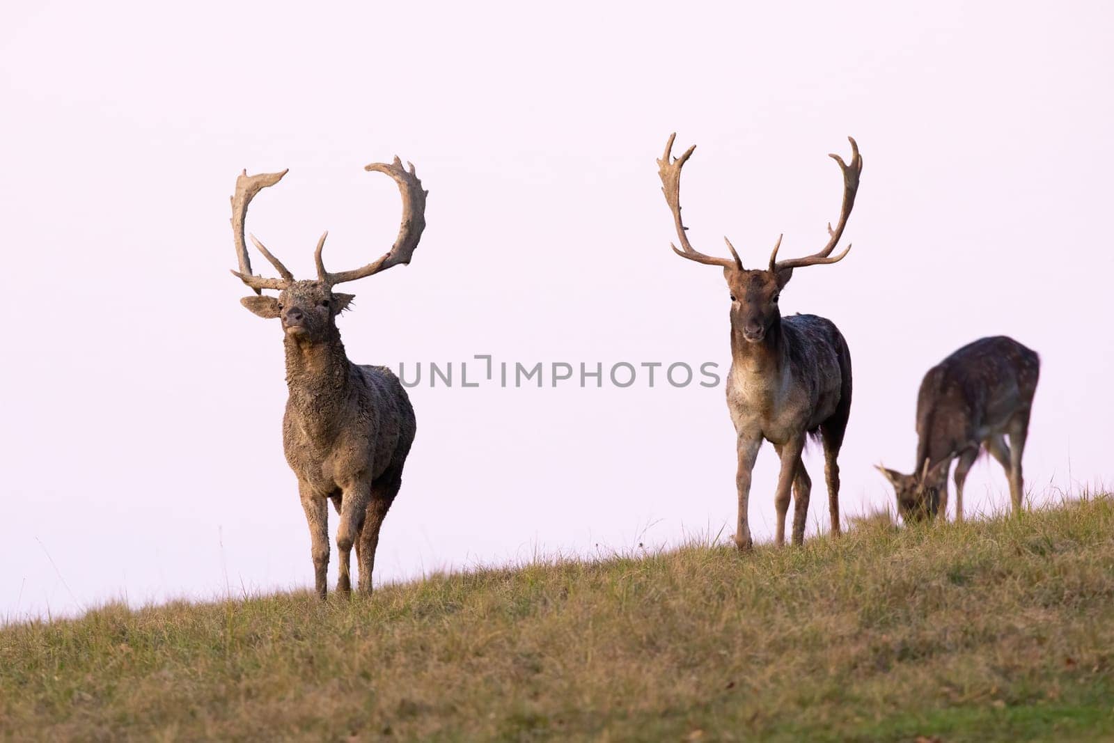 Three fallow deer, dama dama, approaching on horizont in autumn. Two stags walking on grass with hind sniffing in background. Brown mammals coming on field in fall.