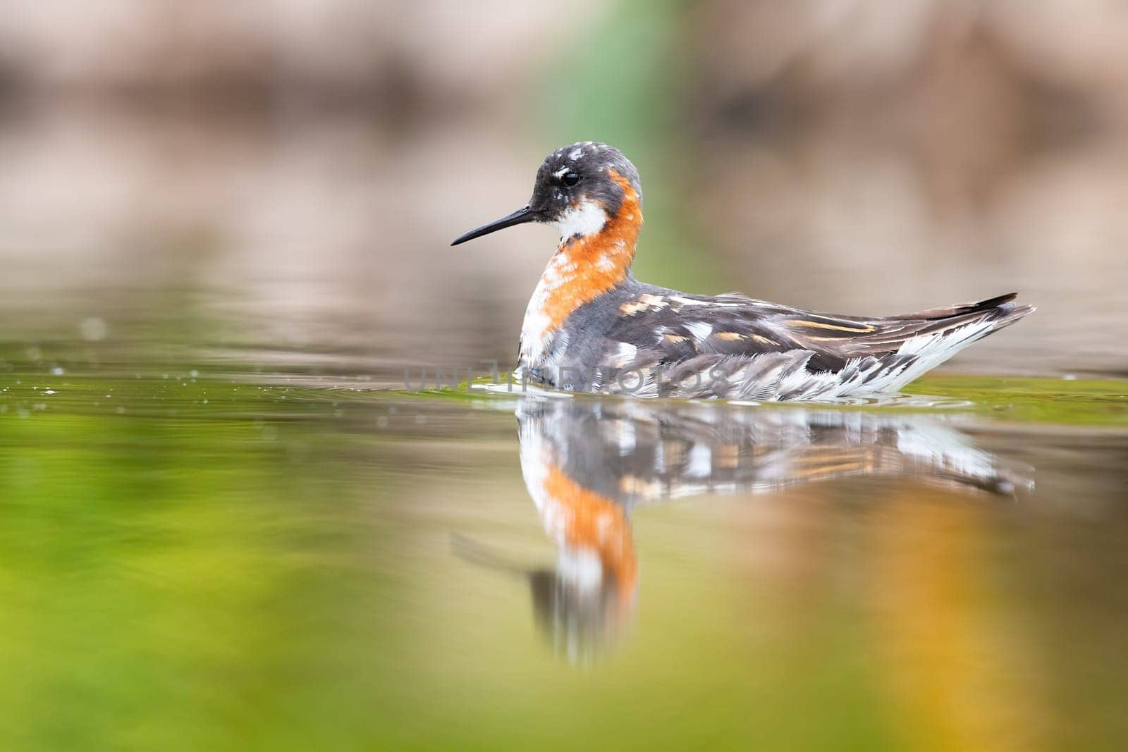 red-necked phalarope, phalaropus lobatus, swimming in wetland in spring. Shorebird floating on green lake in springtime. Gray and orange bird looking on river.
