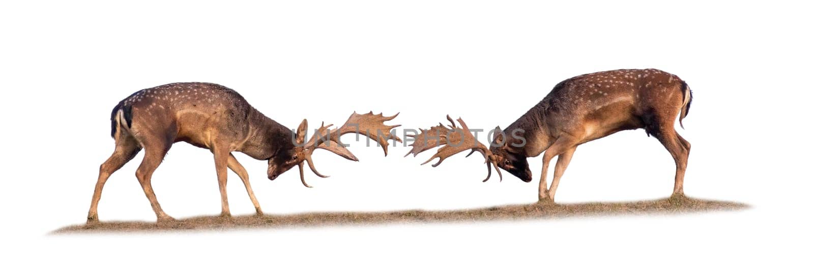 Two fallow deer, dama dama, fighting on meadow isolated on white background. Spotted mammals standing against each other cit out on blank. Antlered stags in battle on field with copy space.