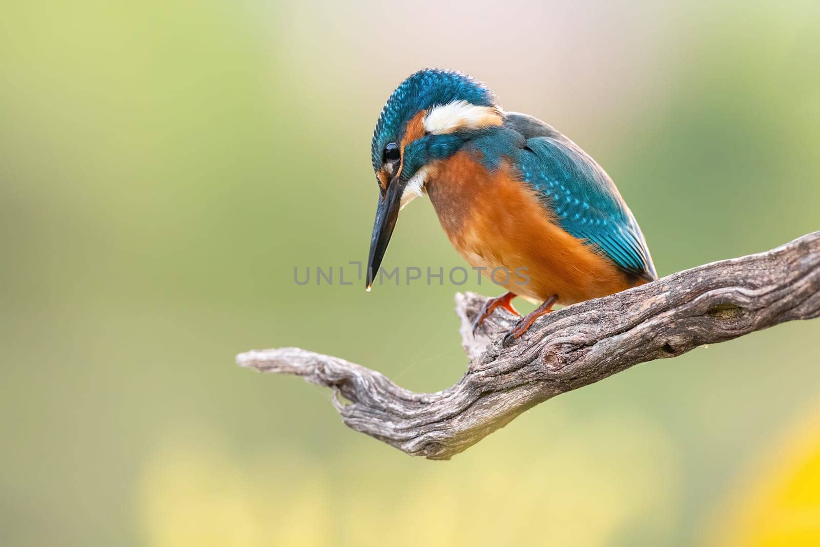common kingfisher, alcedo atthis, sitting on wood in sunlight with copy space. Color bird resting on branch in sunny day woth space for text. Blue and orange animal with wings watching from tree.