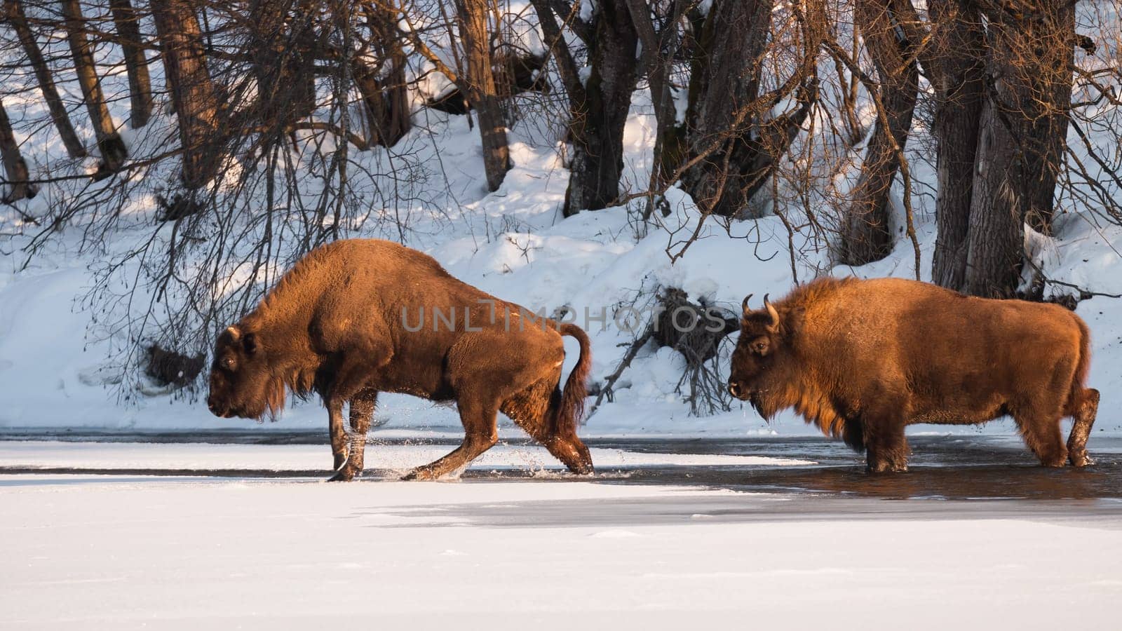 Two european wisents, bison bonasus, wading in frozen lake in winter. Pair of horned mammals crossing river with frost. Power mammals with bushy fur walking on white surface of water.