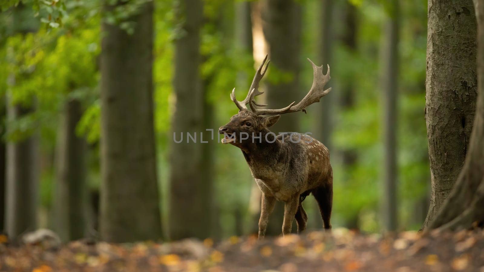 Fallow deer, dama dama, roaring in woodland in rutting season. Spotted stag calling in forest in autumn nature. Male antlered mammal challenging in wilderness.