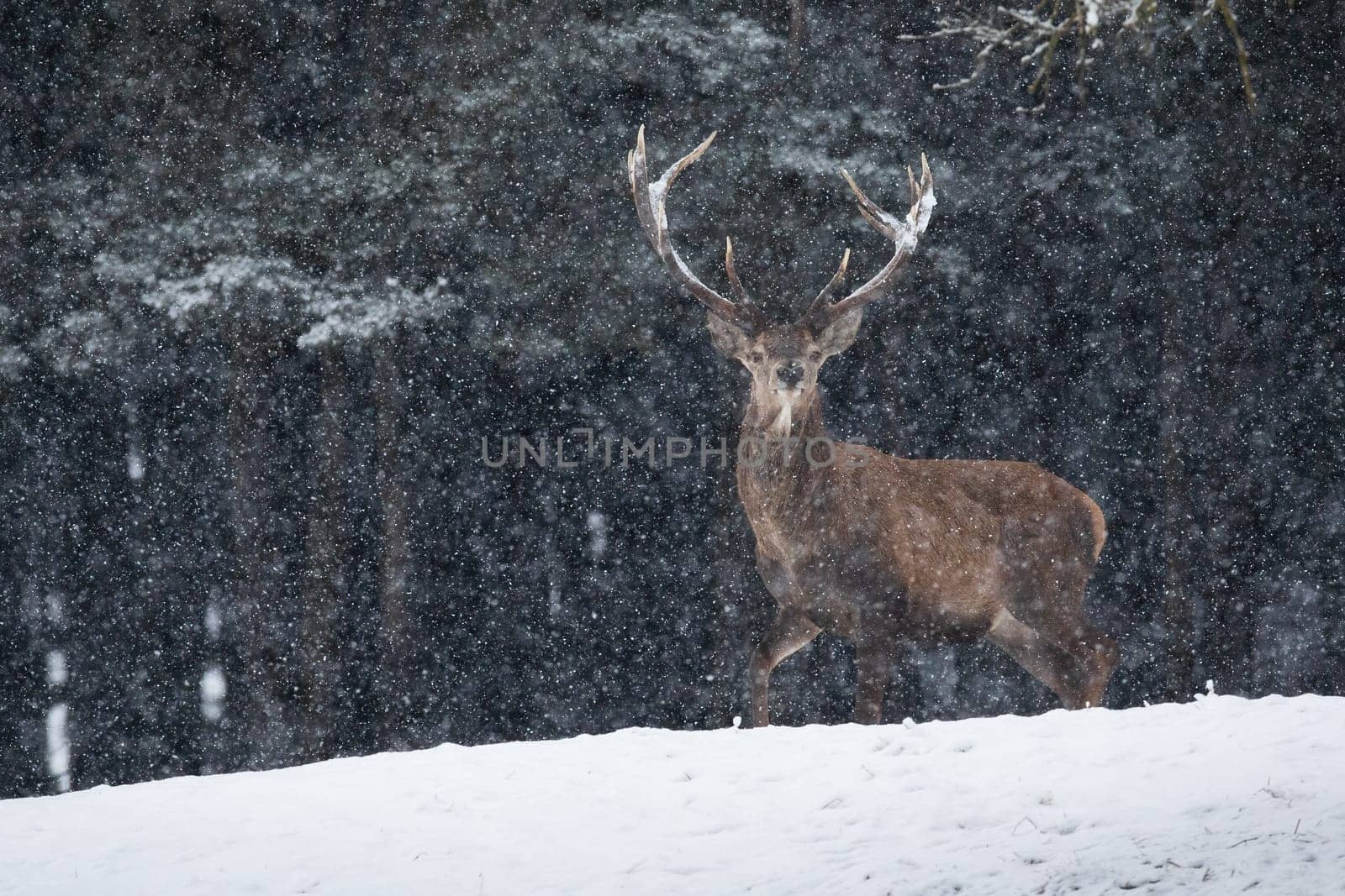 Red deer, cervus elaphus, looking to the camera on glade during snowing. Stag standing on white meadow in snowstorm. Wild male mammal watching on snowy nature.