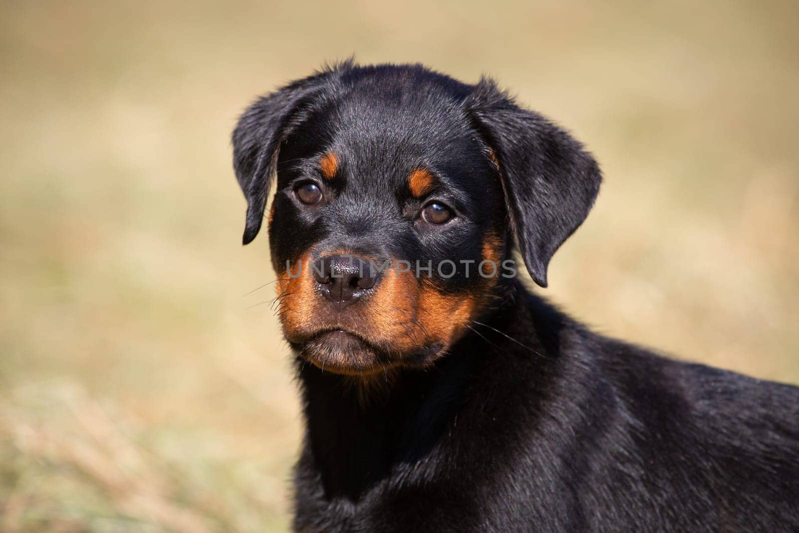 Rottweiler Puppy
