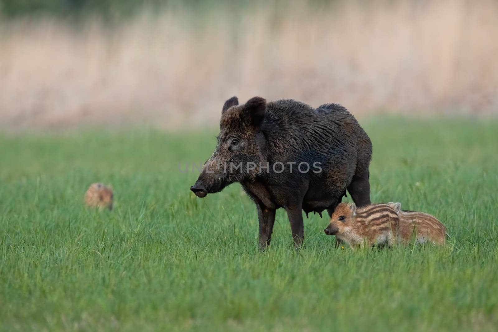 Family of wild boar, sus scrofa, standing on meadow in springtime. Mother swine with cubs looking on grassland in spring. Adult snout watching on green field.