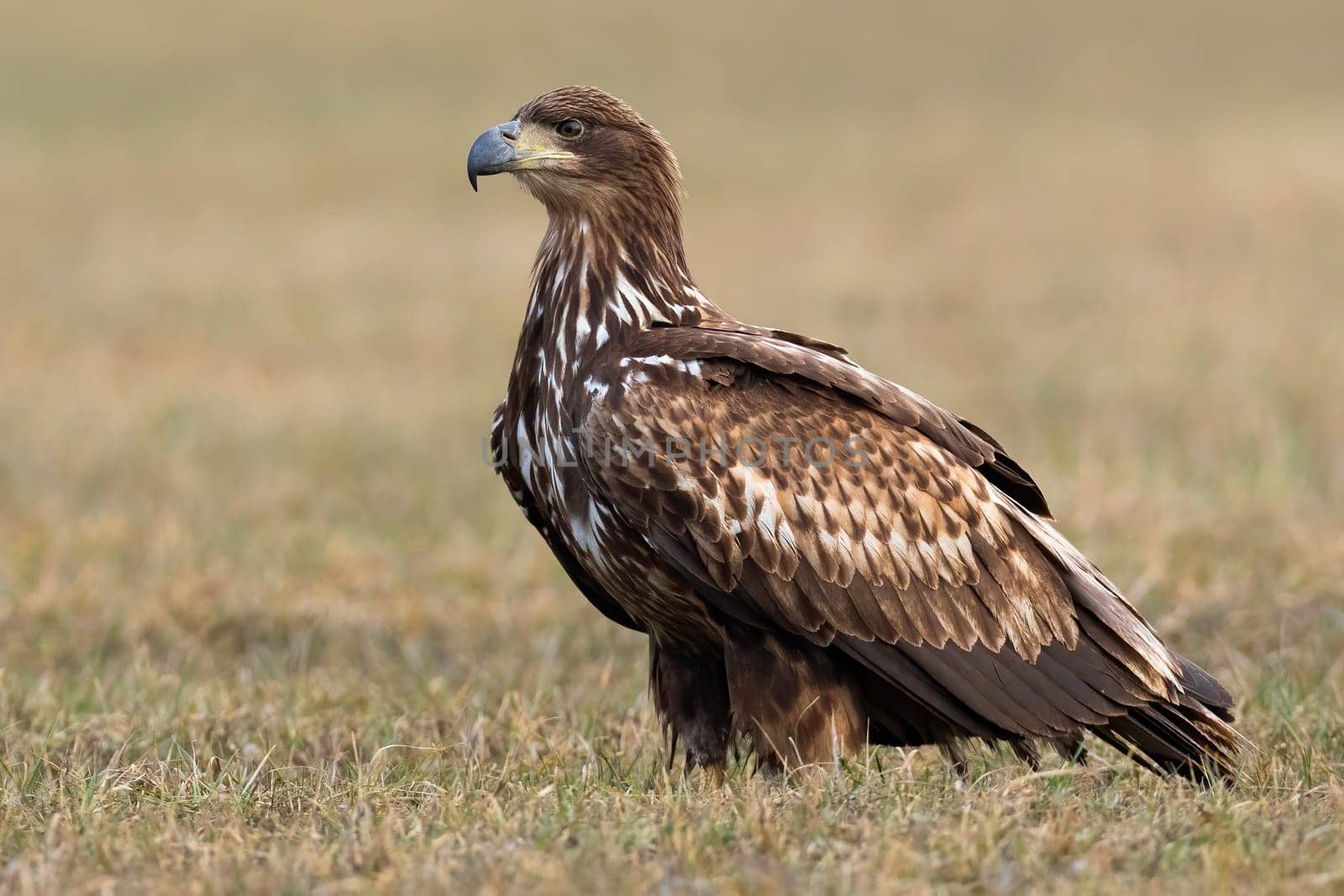 Young white-tailed eagle, haliaeetus albicilla, standing on field in spring. Juvenile bird of prey looking on grassland. Immature feathered predatorstaring on dry meadow.
