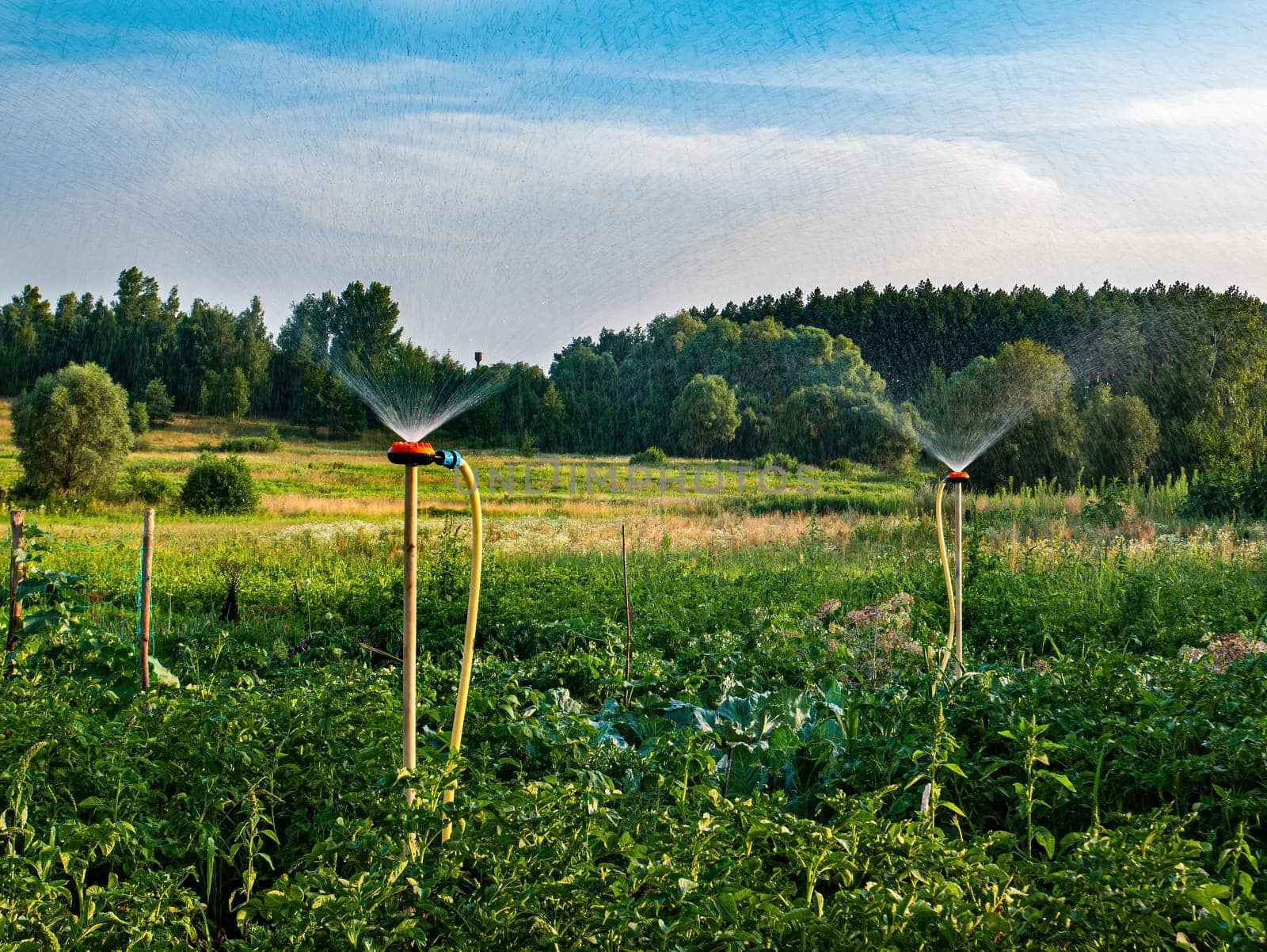 Irrigation system for watering water in agriculture. Irrigation of a farm field. Splashing water. Drops from a spray bottle. Agricultural business. Watering the garden. Garden equipment.