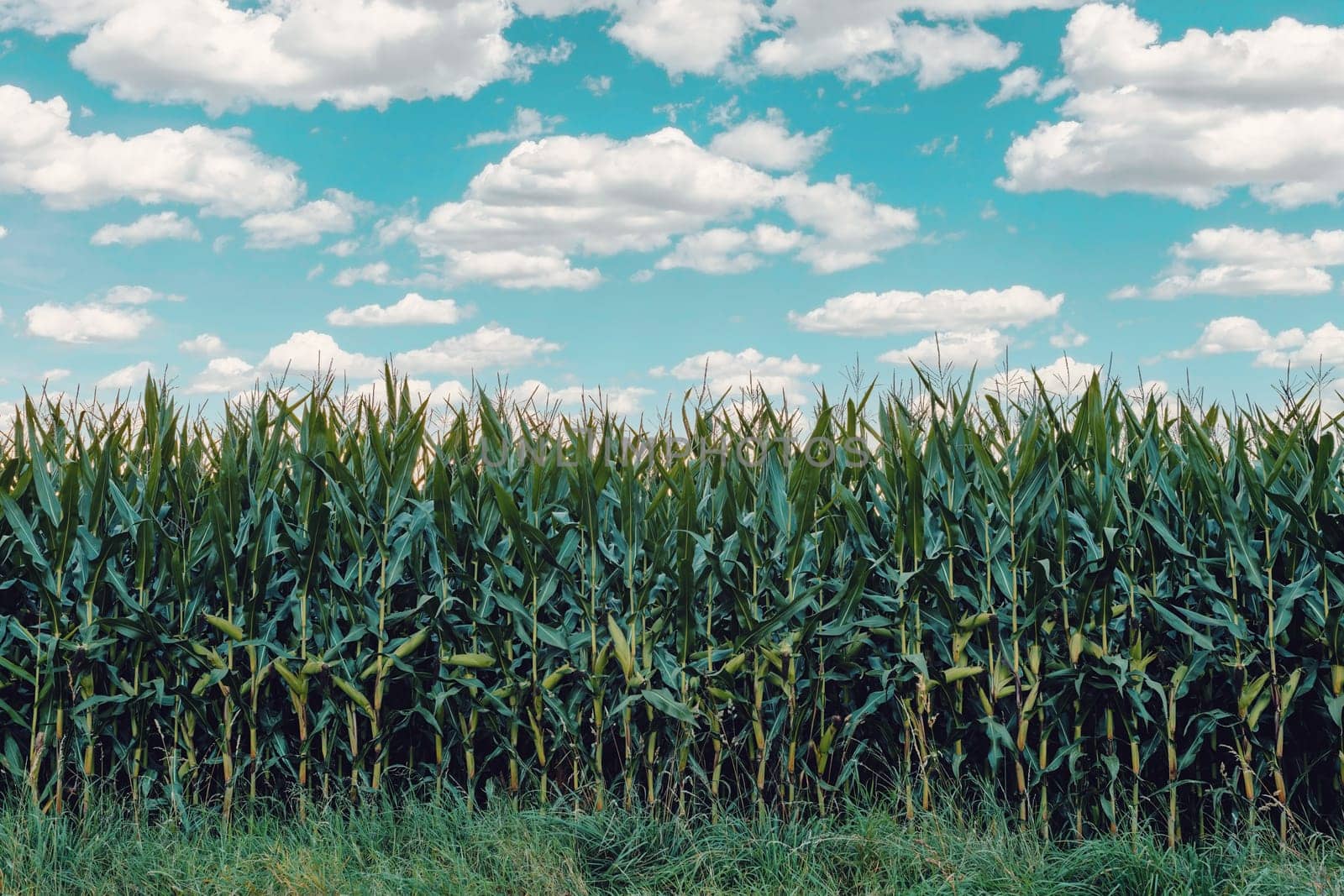 summer green field of corn growing up against blue sky with sun