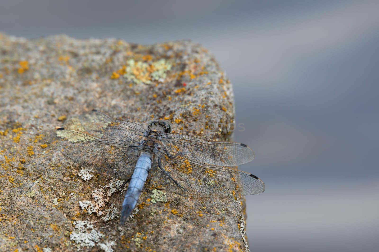 Southern skimmer dragonfly - Orthetrum brunneum sitting on stone, Czech Republic, Europe wildlife