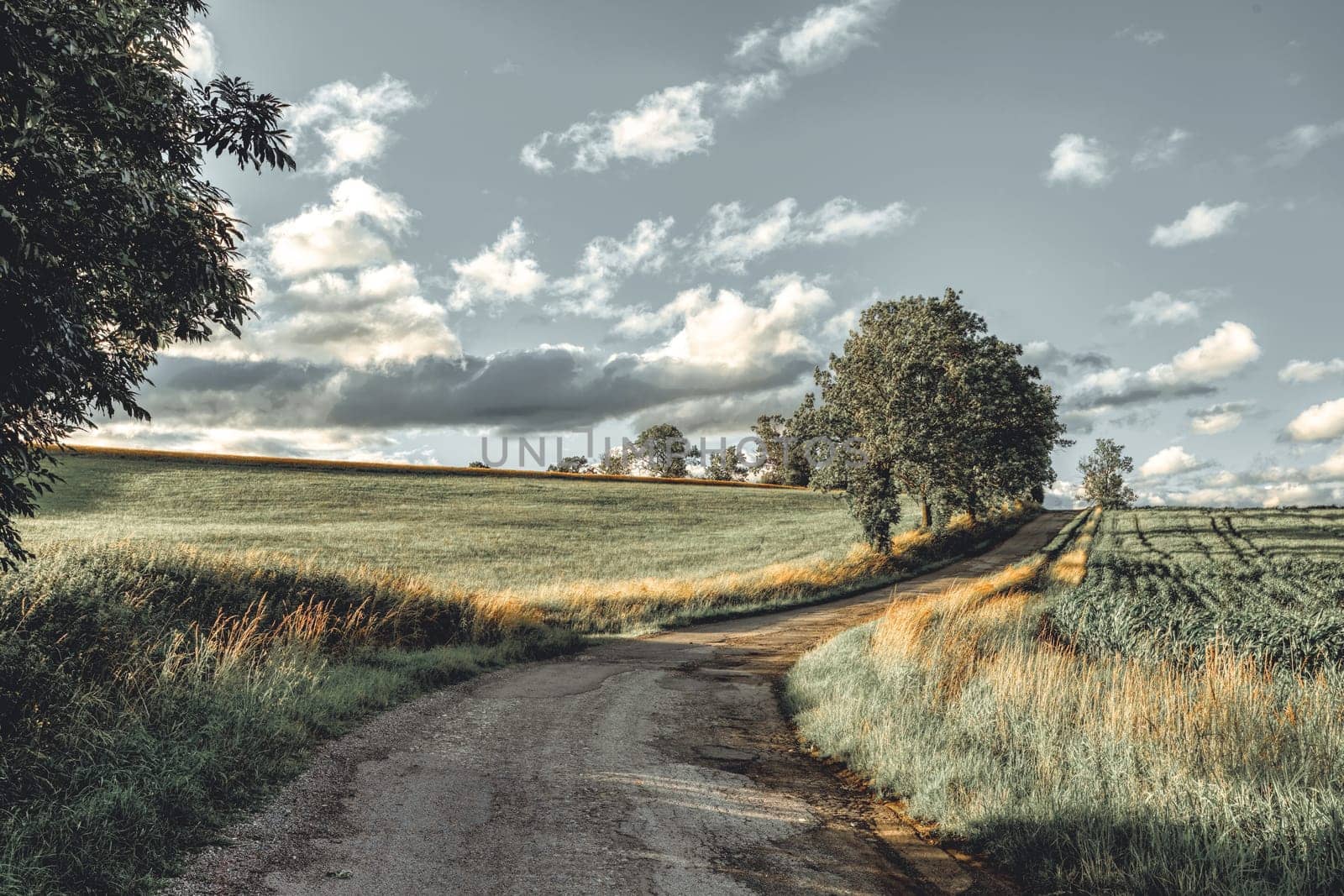 Asphalt road in the countryside. Yellow wheat field in july. Agricultural concept, landscape in highland, Vysocina Czech Republic