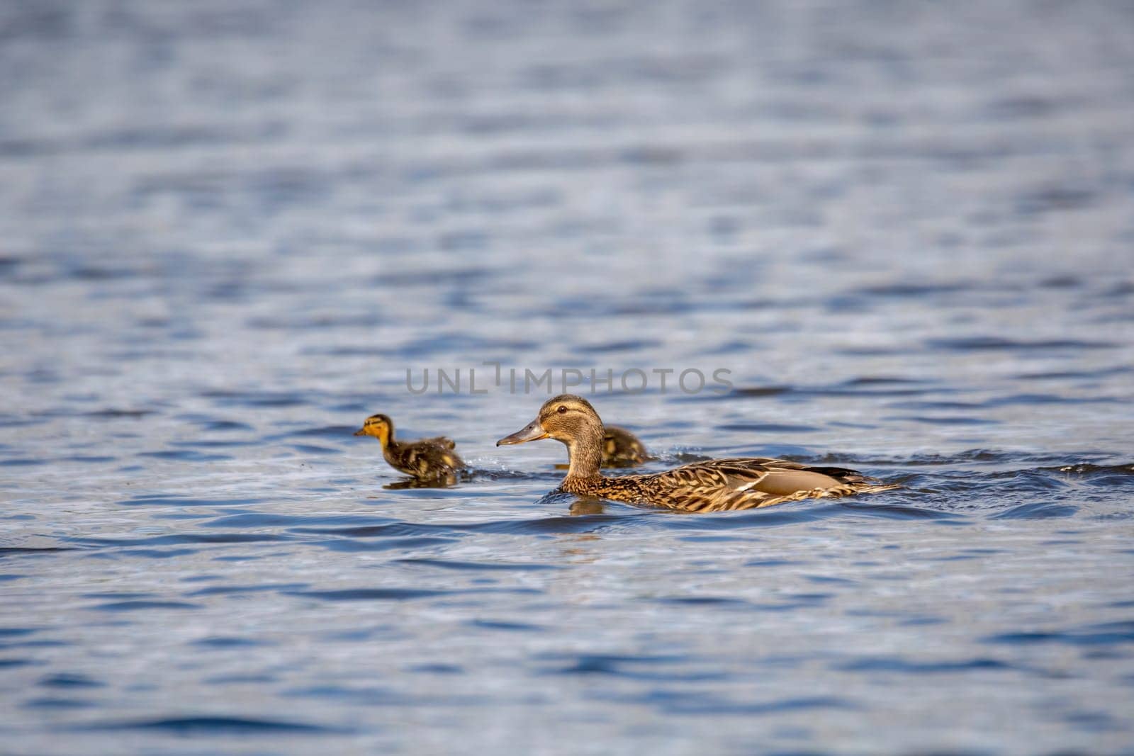 wild bird duck mallard with ducklings swimming across the pond, anas platyrhynchos, family in golden sunset color on spring pond. Czech Republic, Europe wildlife