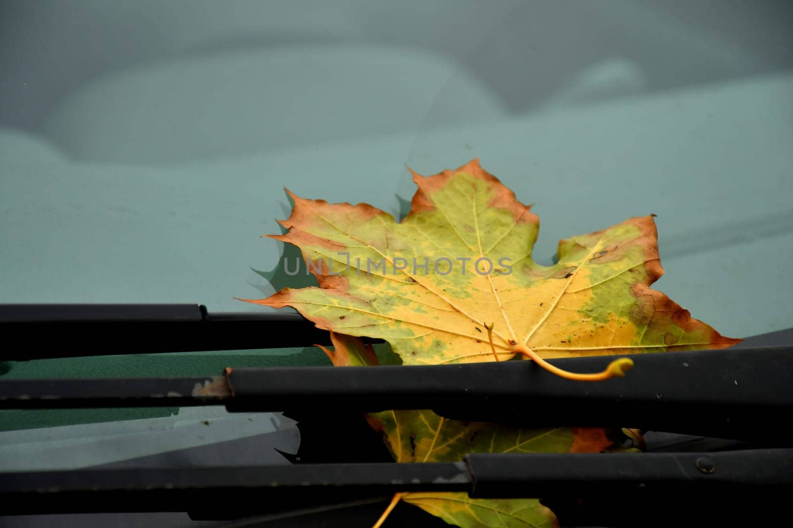 autumnal colored maple leaf on windshield wipers