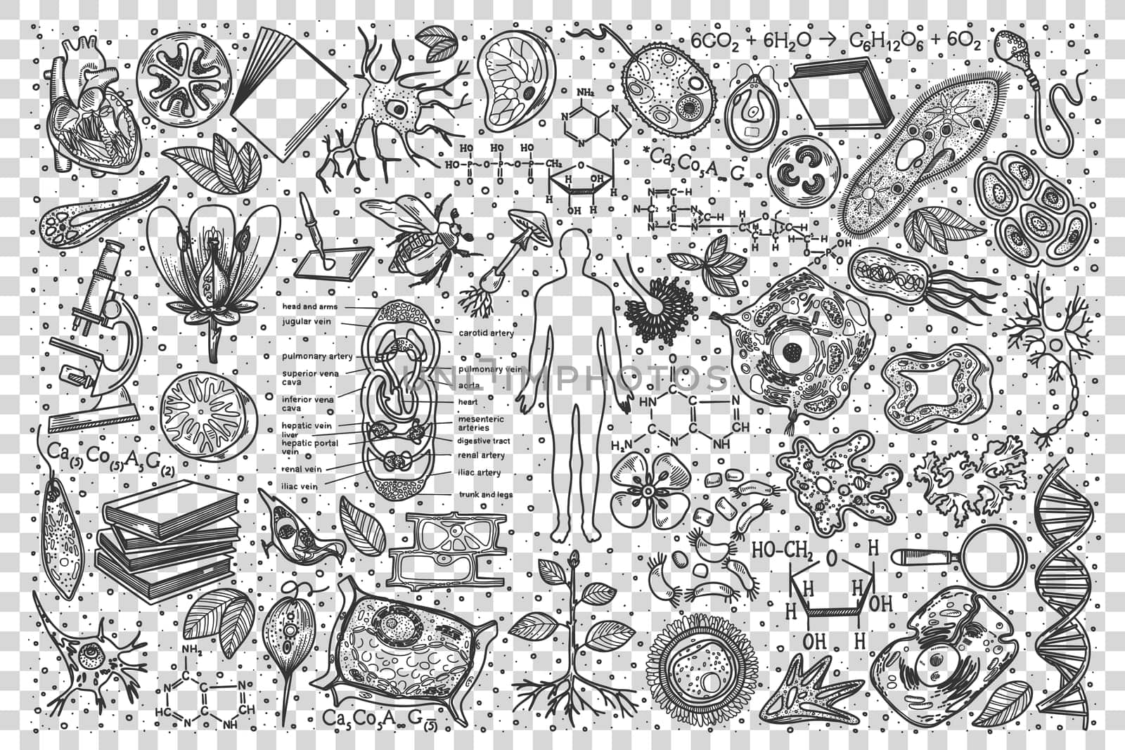 Biology doodle set. Collection of hand drawn sketches templates drawing patterns of biological part of human body heart lungs liver kidney or dna building . Back to school and education illustration.