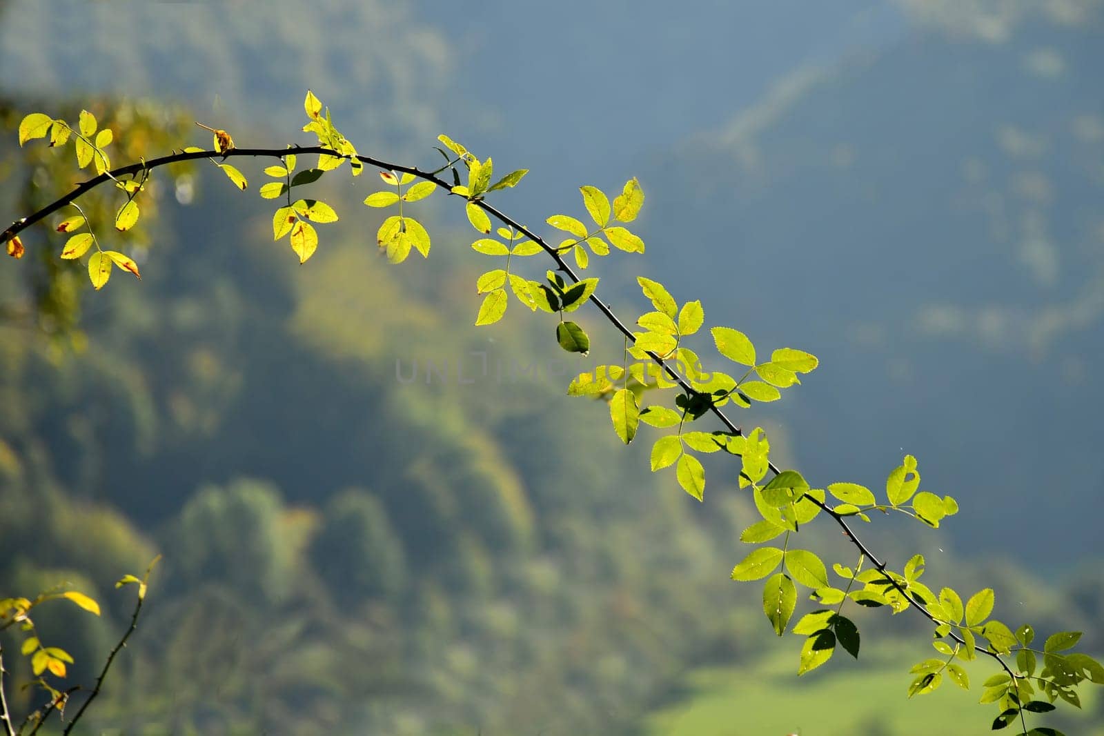 autumnal colored golden leaves in the mountains with blurred background