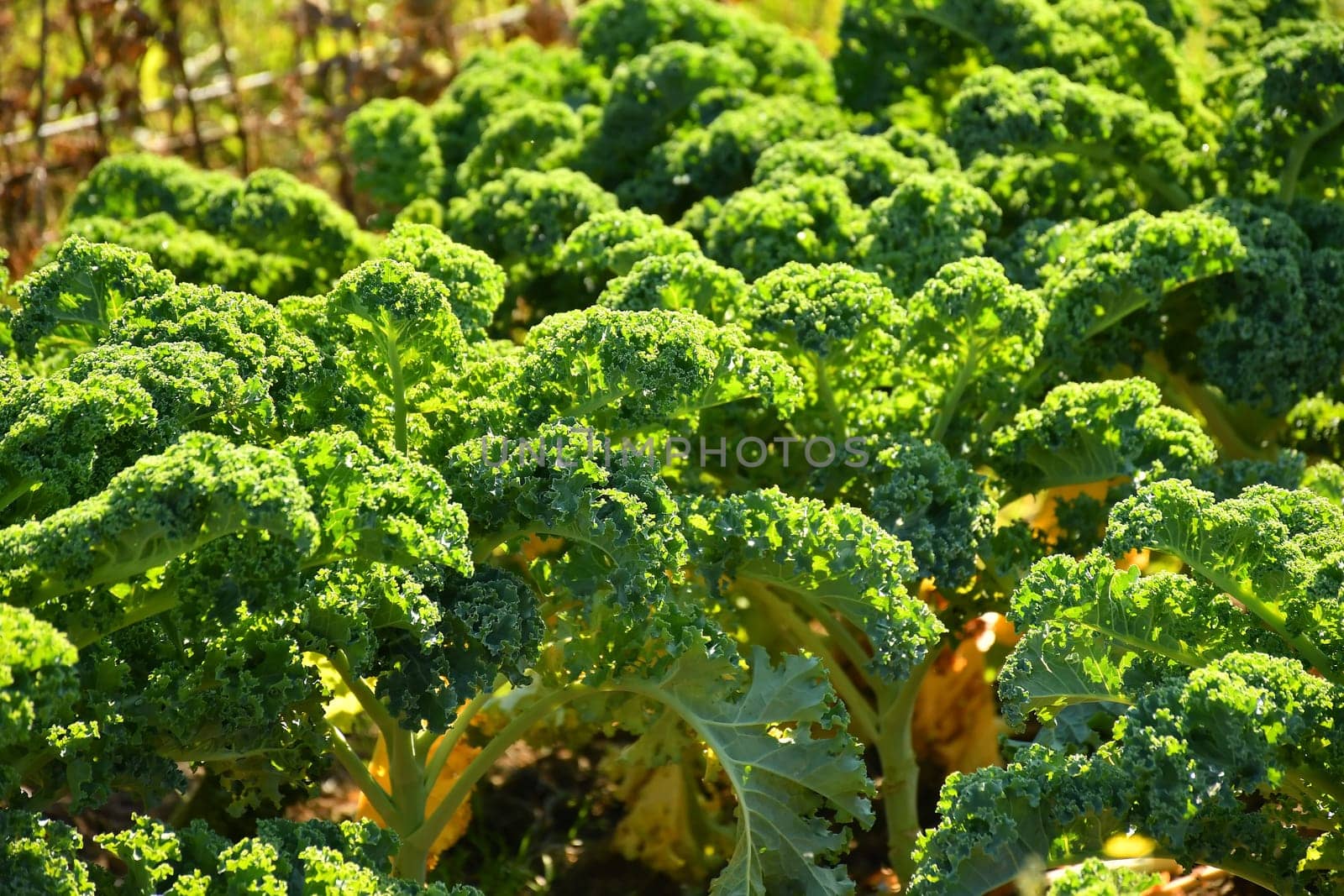 green kale in cultivation
