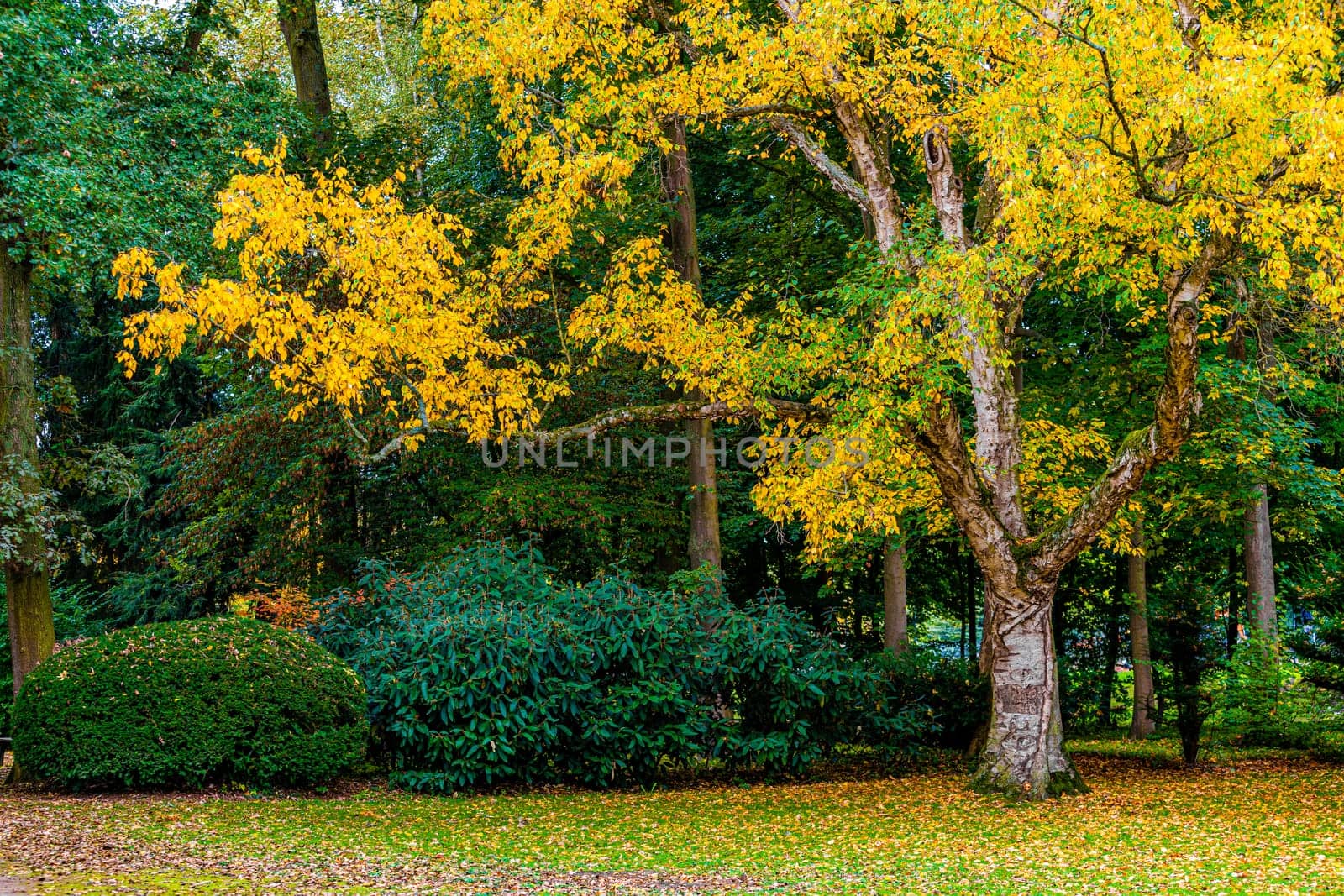 Autumn In The Forest.  maple autumn trees
