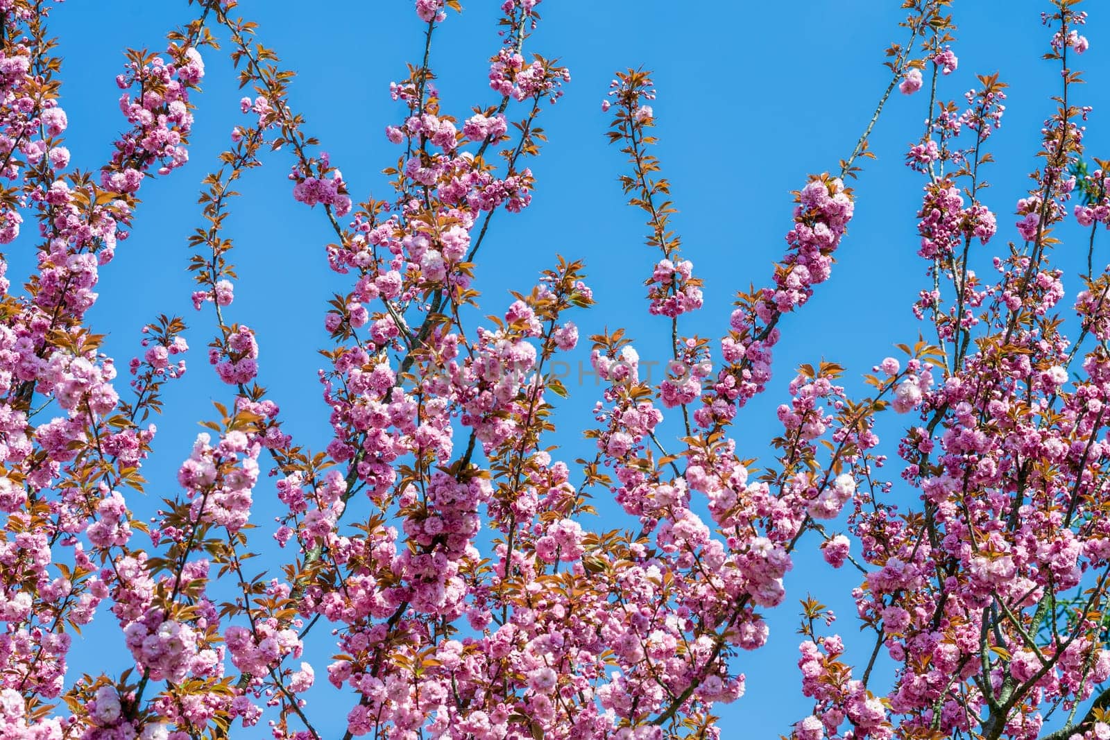 pink flowers are blooming on trees