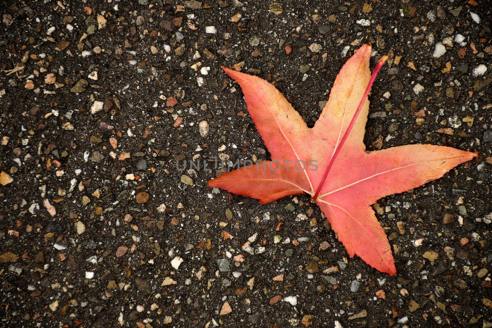 autumnal colored japanese maple leaf on a street floor