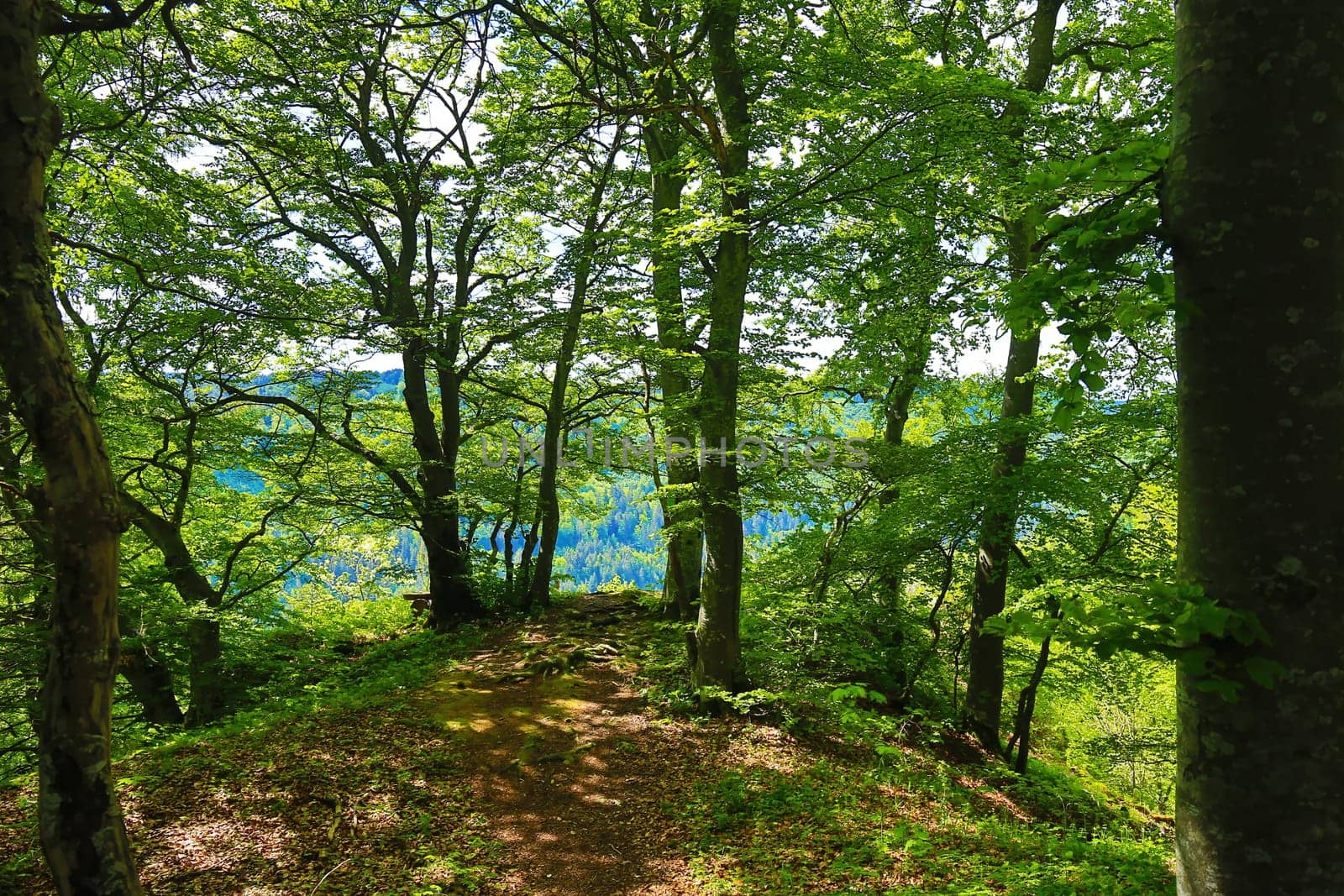 Follow the path to the edge of the forest, then the forest reveals the view