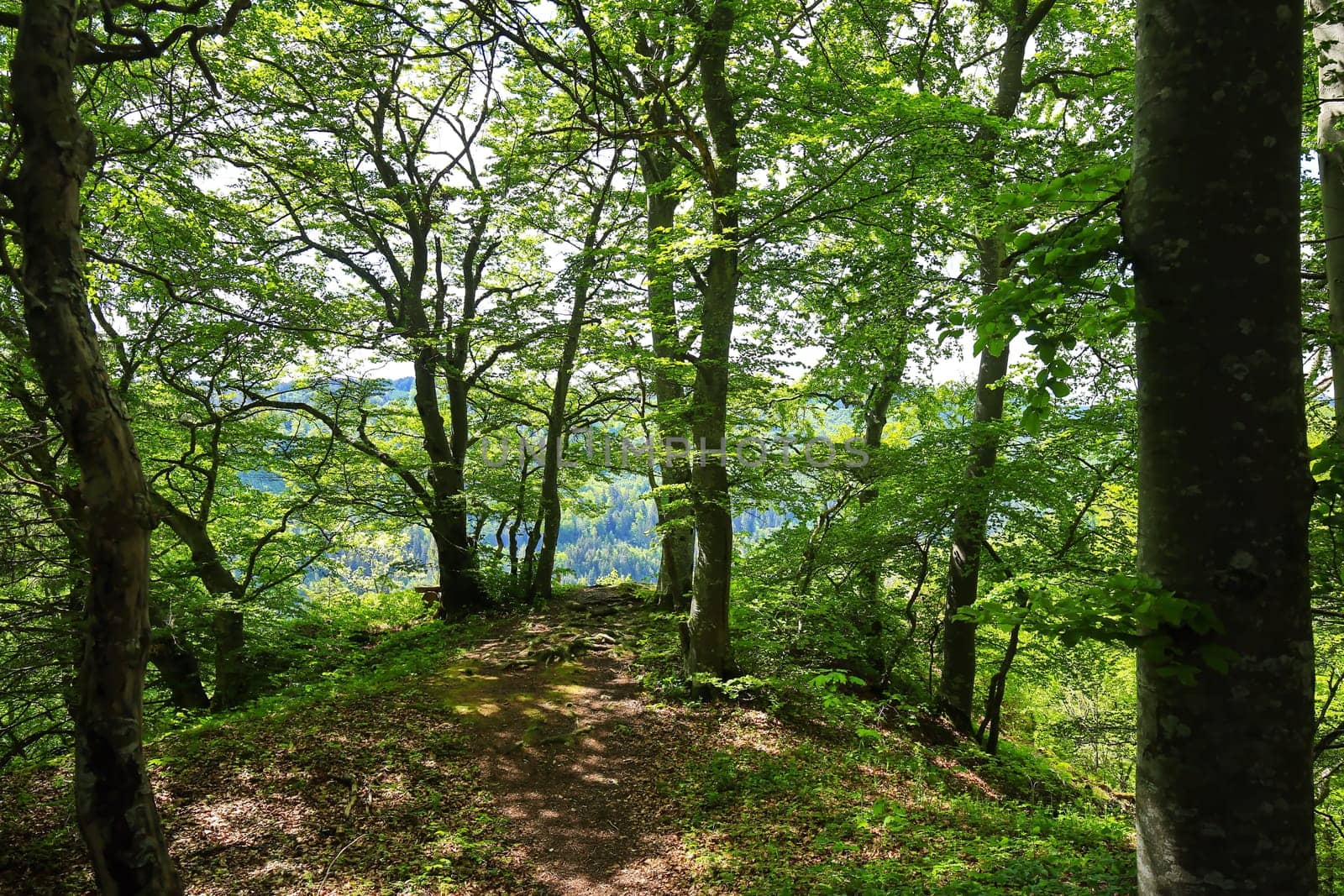 Follow the path to the edge of the forest, then the forest reveals the view